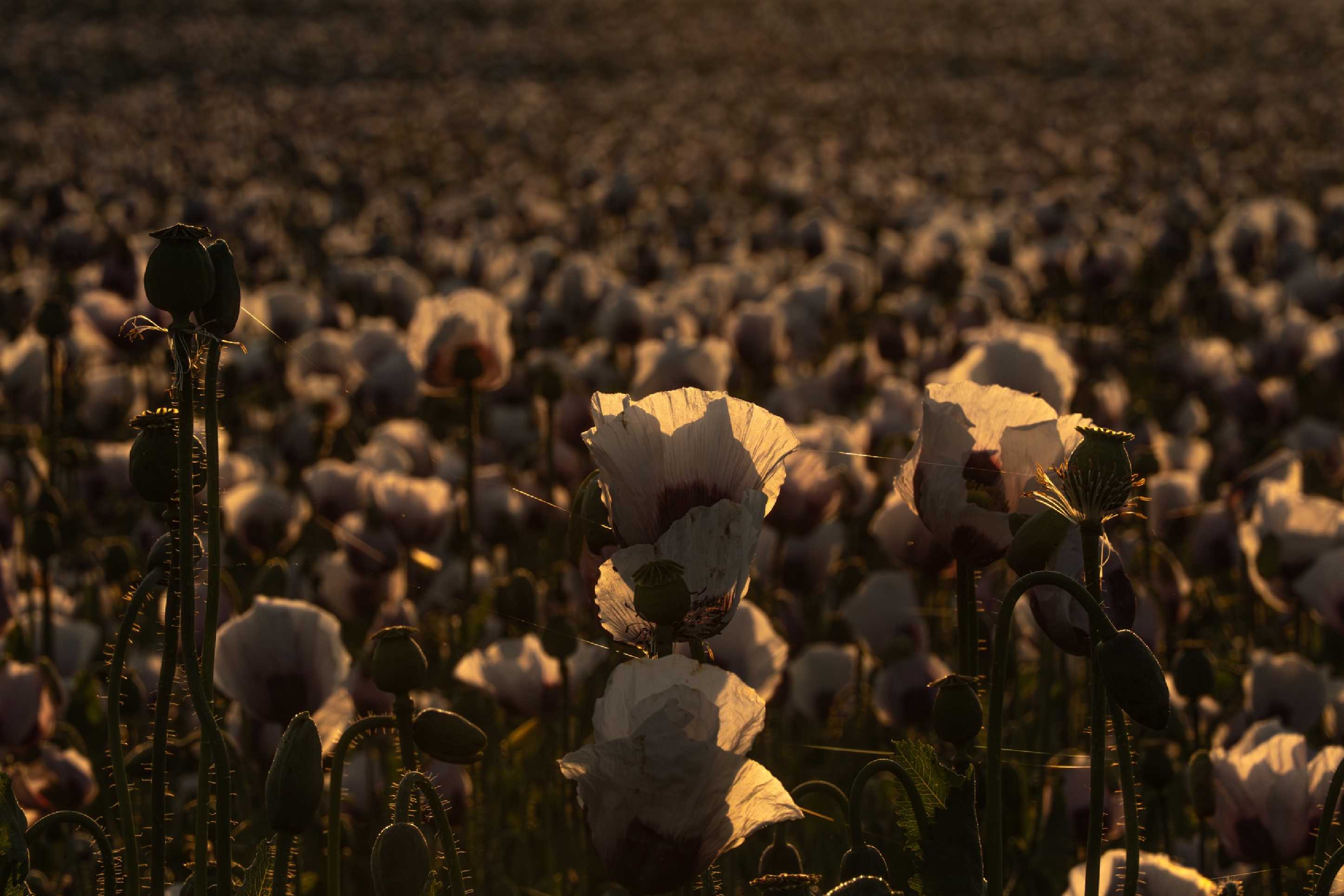 Svítání v makovém poli - Foto Petr Germanič 0625 (5)