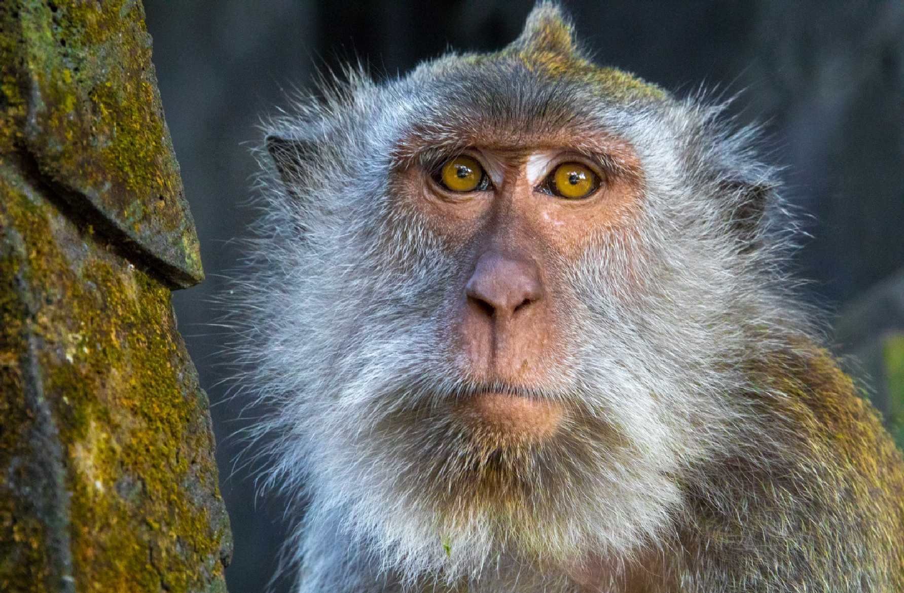 U makaků - Foto Ladislav Hanousek 1125 (2)