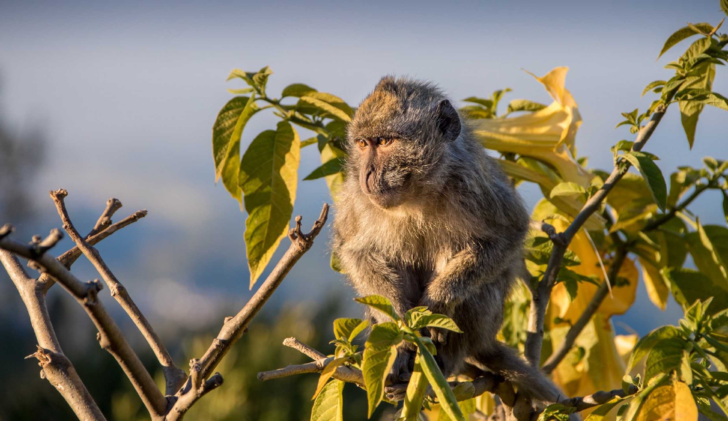 U makaků - Foto Ladislav Hanousek 1125 (3)