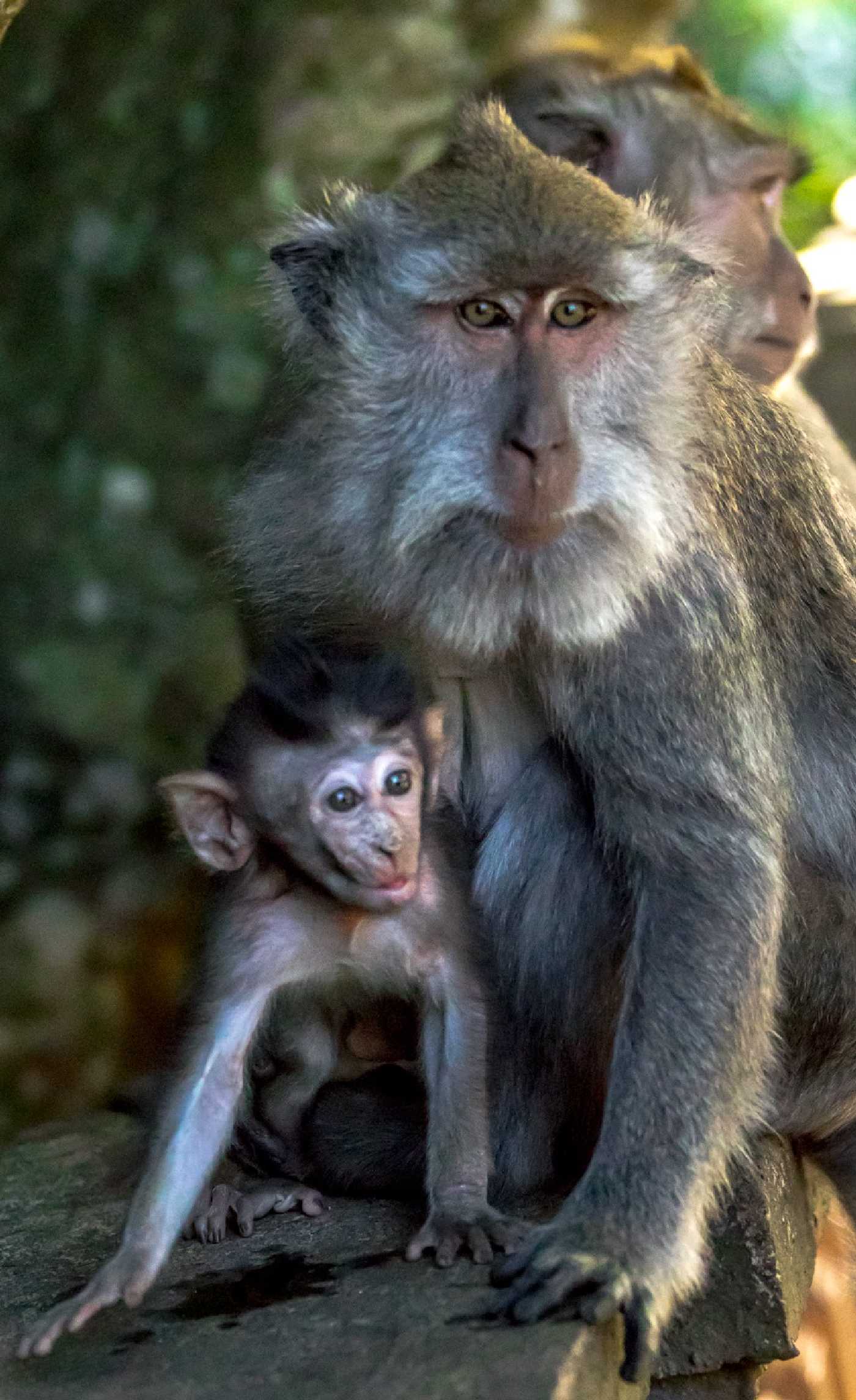 U makaků - Foto Ladislav Hanousek 1125 (4)