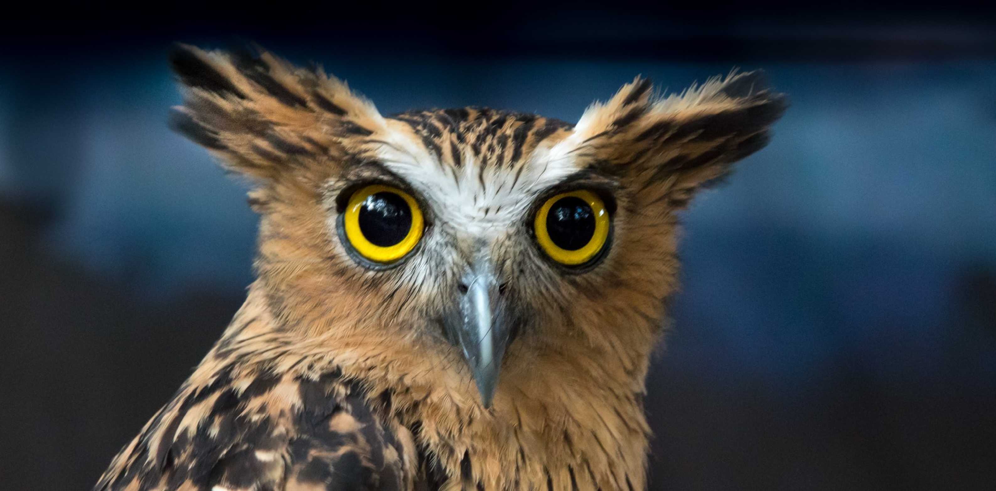 Tváří v tvář - Foto Ladislav Hanousek 1125