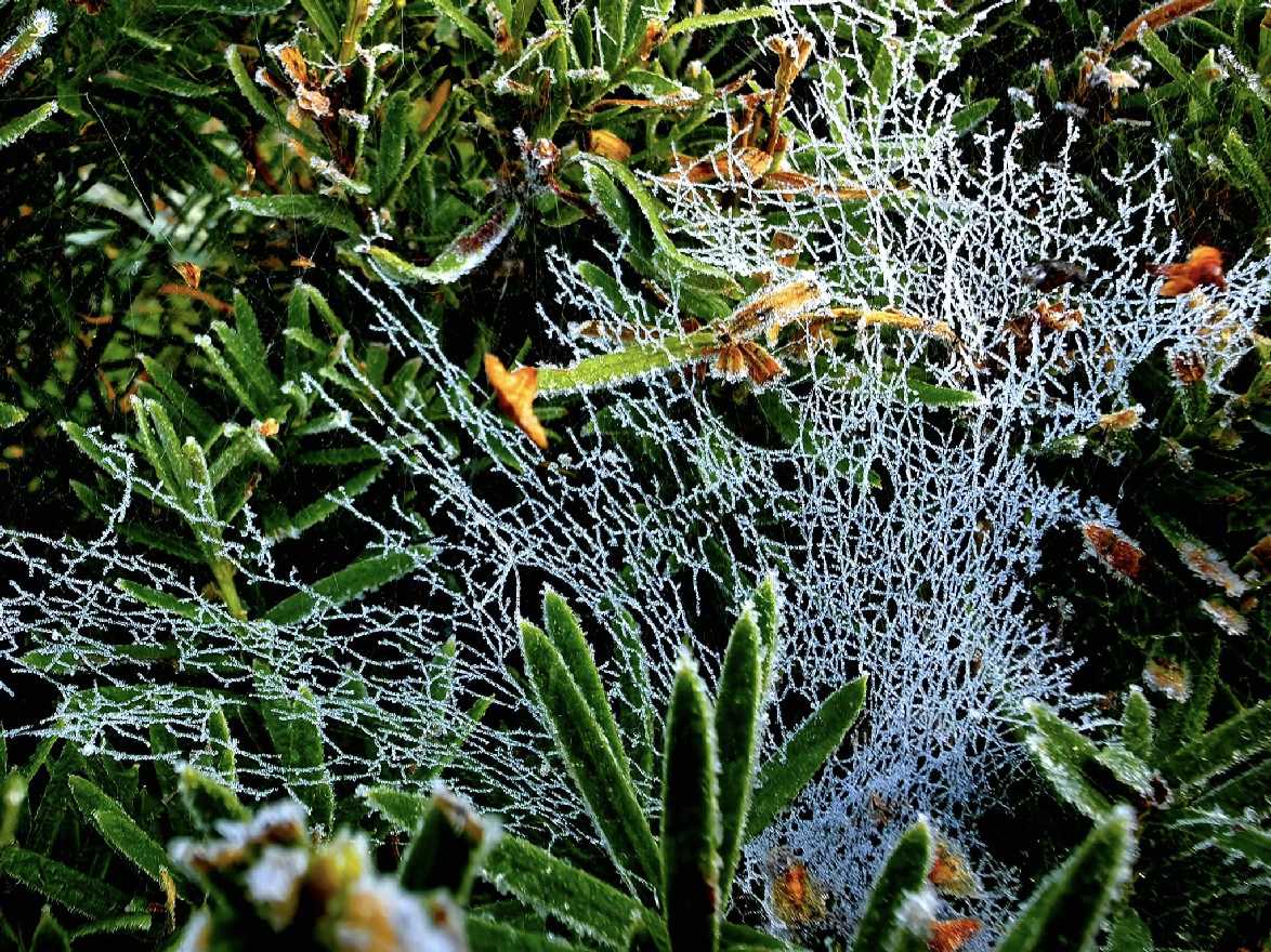 Mrazivé ráno v parku - Foto Marie Vykydalová 1025 (1)