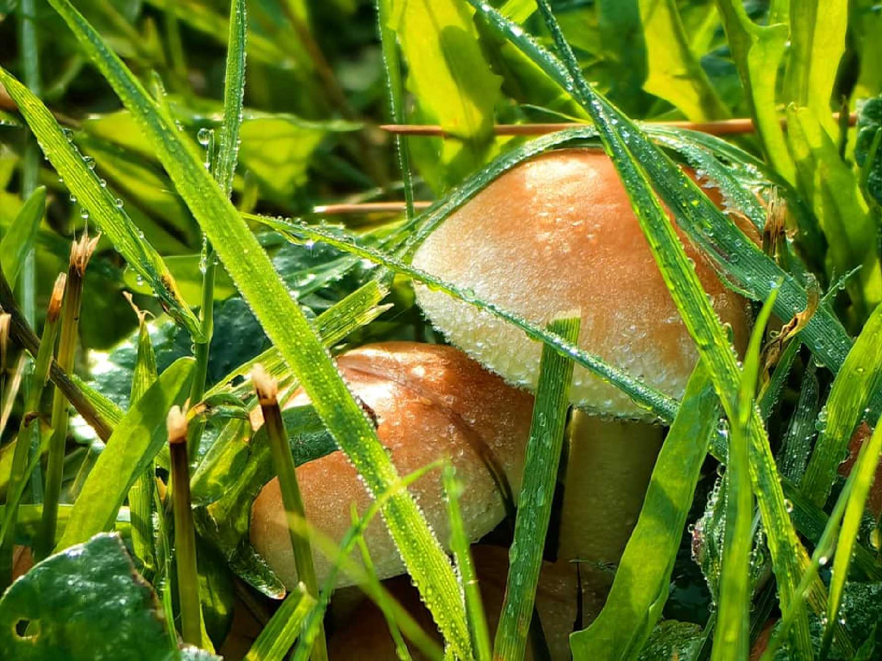 Mrazivé ráno v parku - Foto Marie Vykydalová 1025 (2)