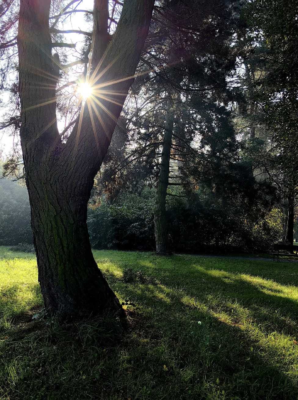 Mrazivé ráno v parku - Foto Marie Vykydalová 1025 (3)