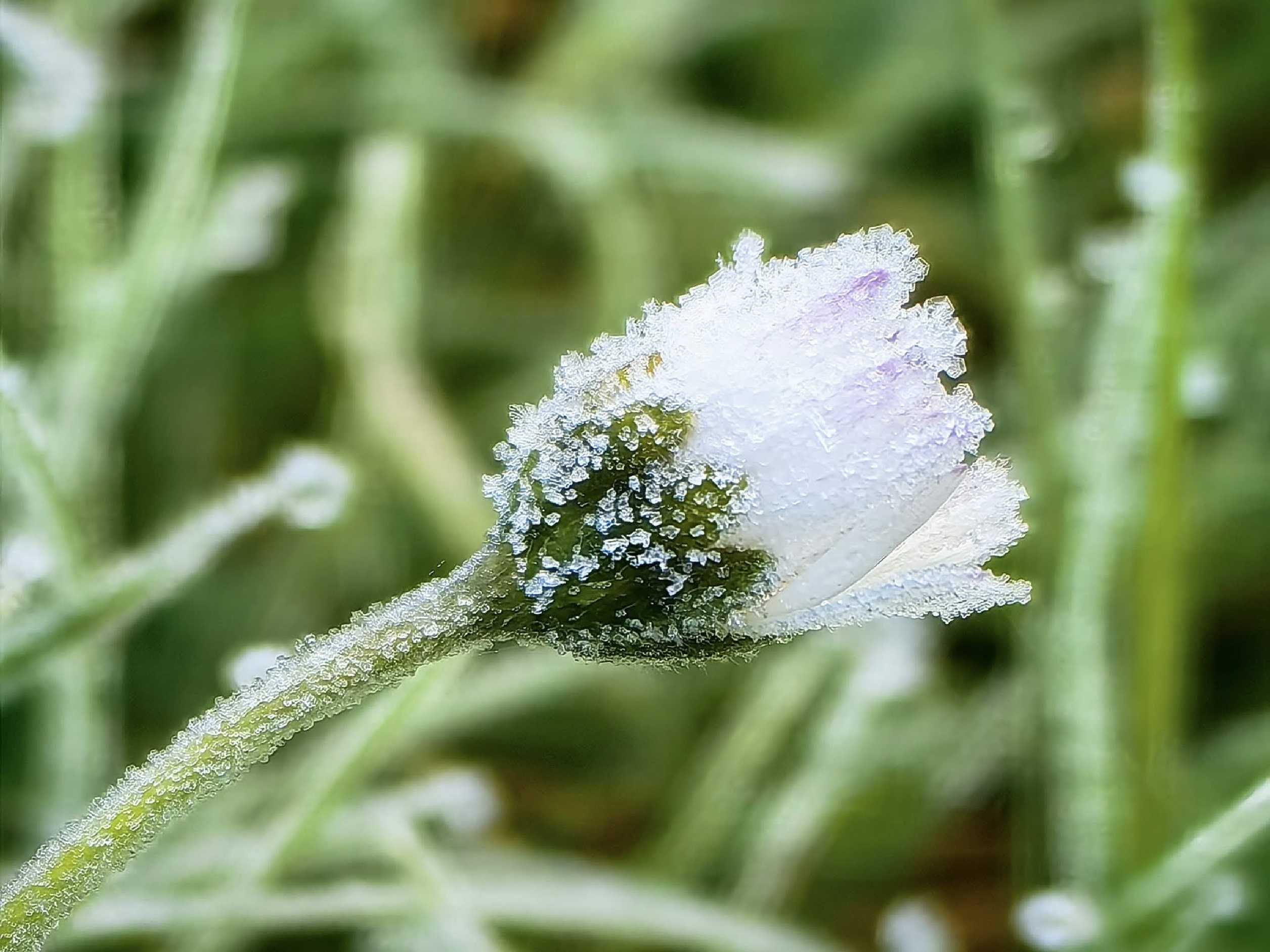 Mrazivé ráno v parku - Foto Marie Vykydalová 1025 (4)