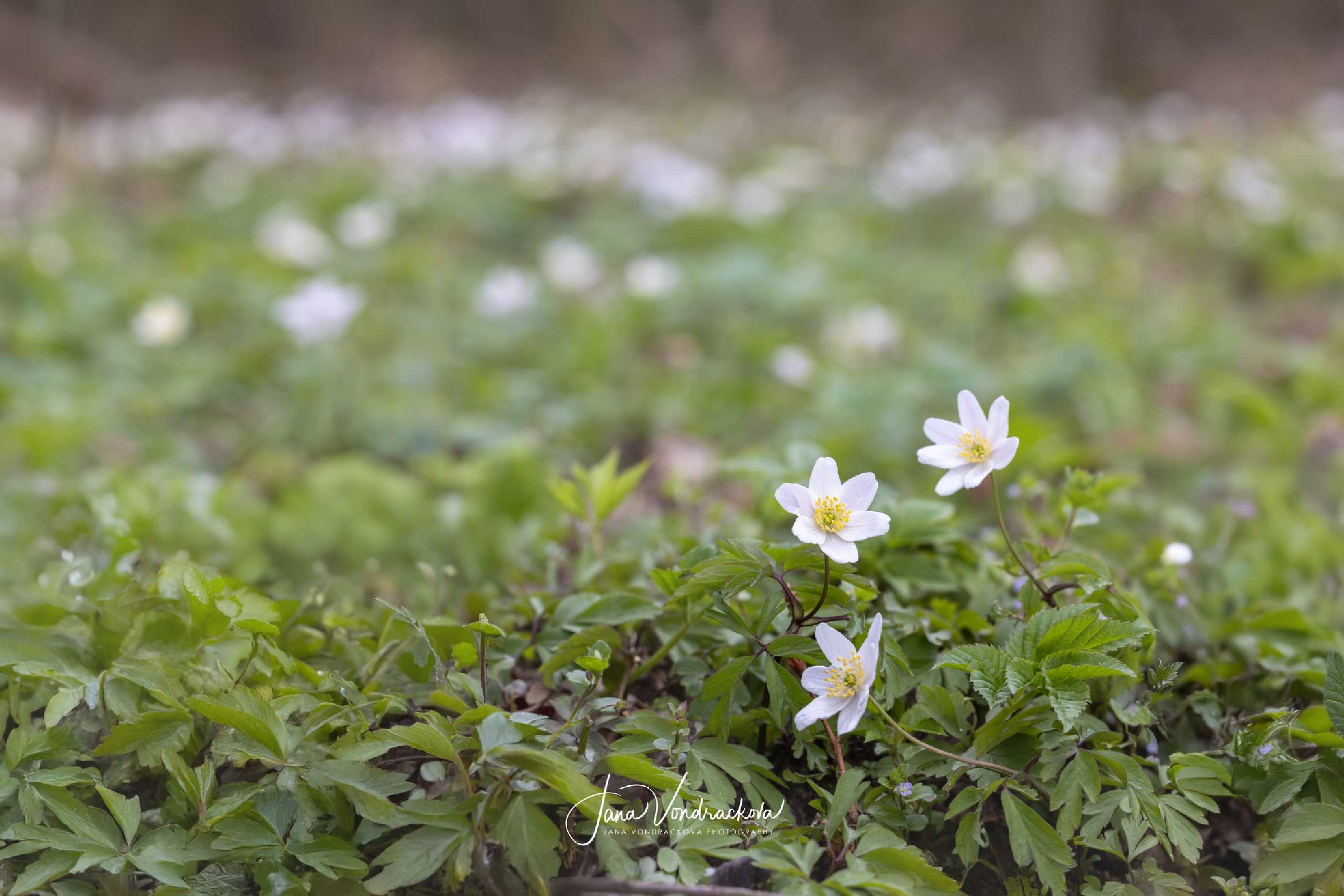 Sasanky z lužních lesů - Foto Jana Vondráčková 0425