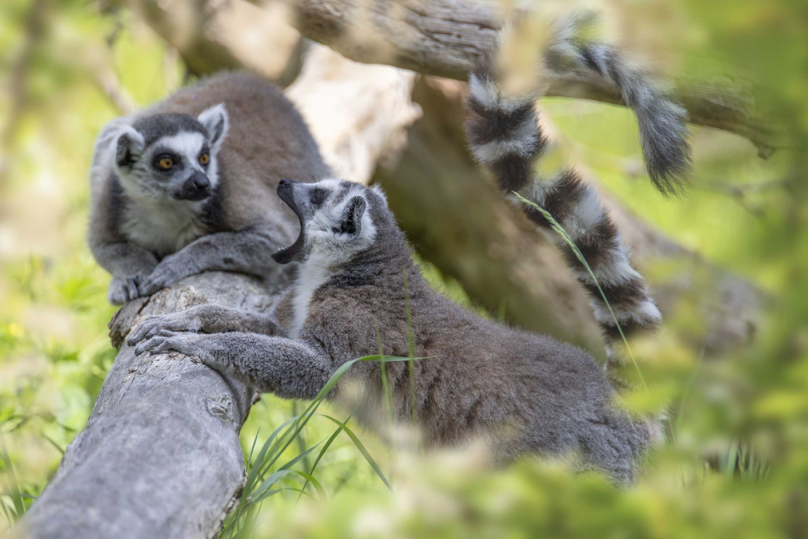 Relax v ZOO u katušek - Foto Jana Vondráčková 0425 (1)