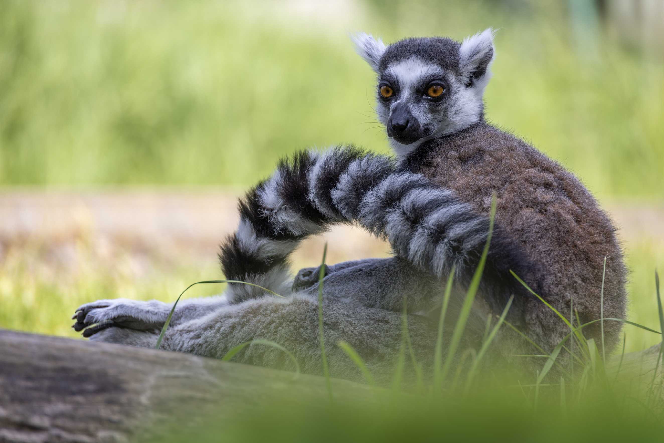 Relax v ZOO u katušek - Foto Jana Vondráčková 0425 (2)