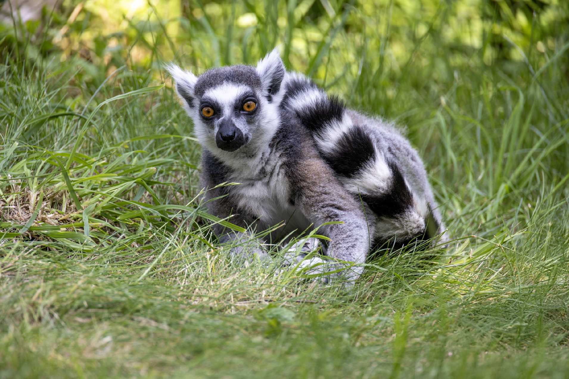 Relax v ZOO u katušek - Foto Jana Vondráčková 0425 (3)
