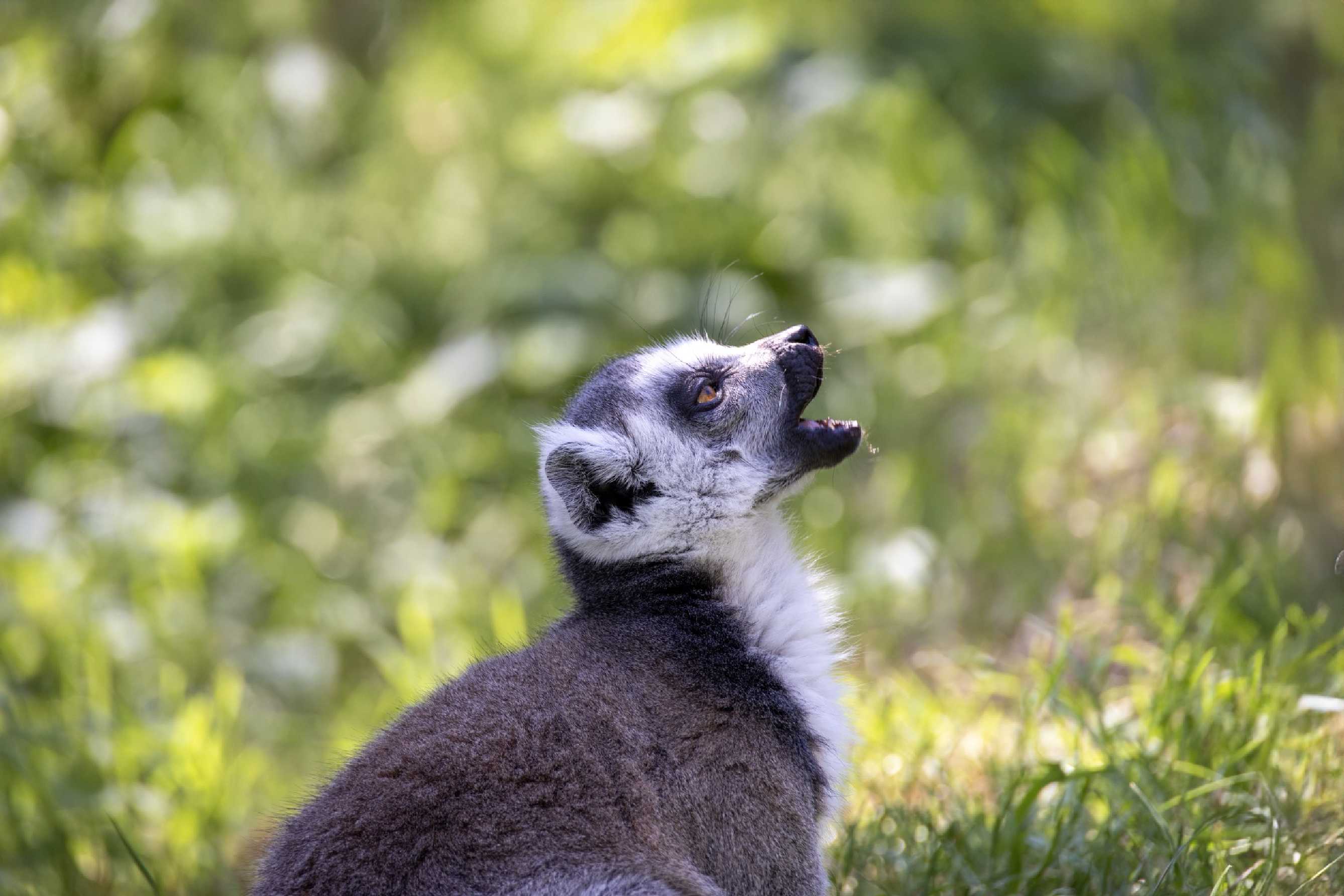 Relax v ZOO u katušek - Foto Jana Vondráčková 0425 (4)