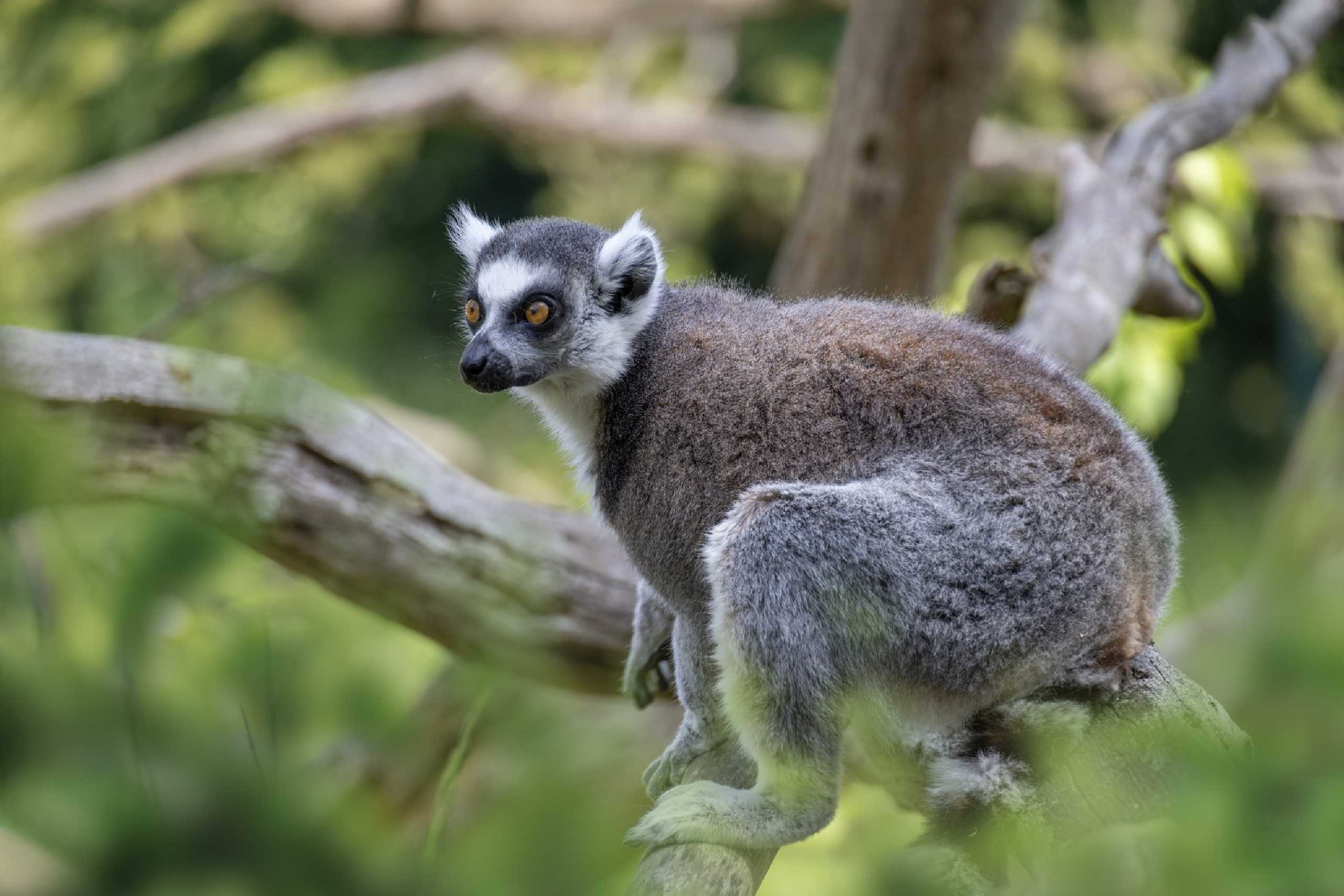 Relax v ZOO u katušek - Foto Jana Vondráčková 0425 (5)