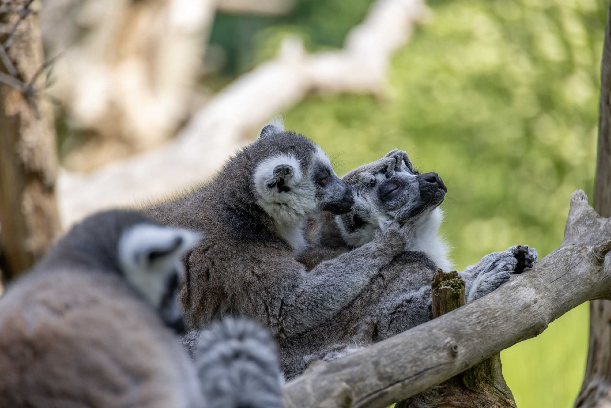 Relax v ZOO u katušek - Foto Jana Vondráčková 0425 (6)