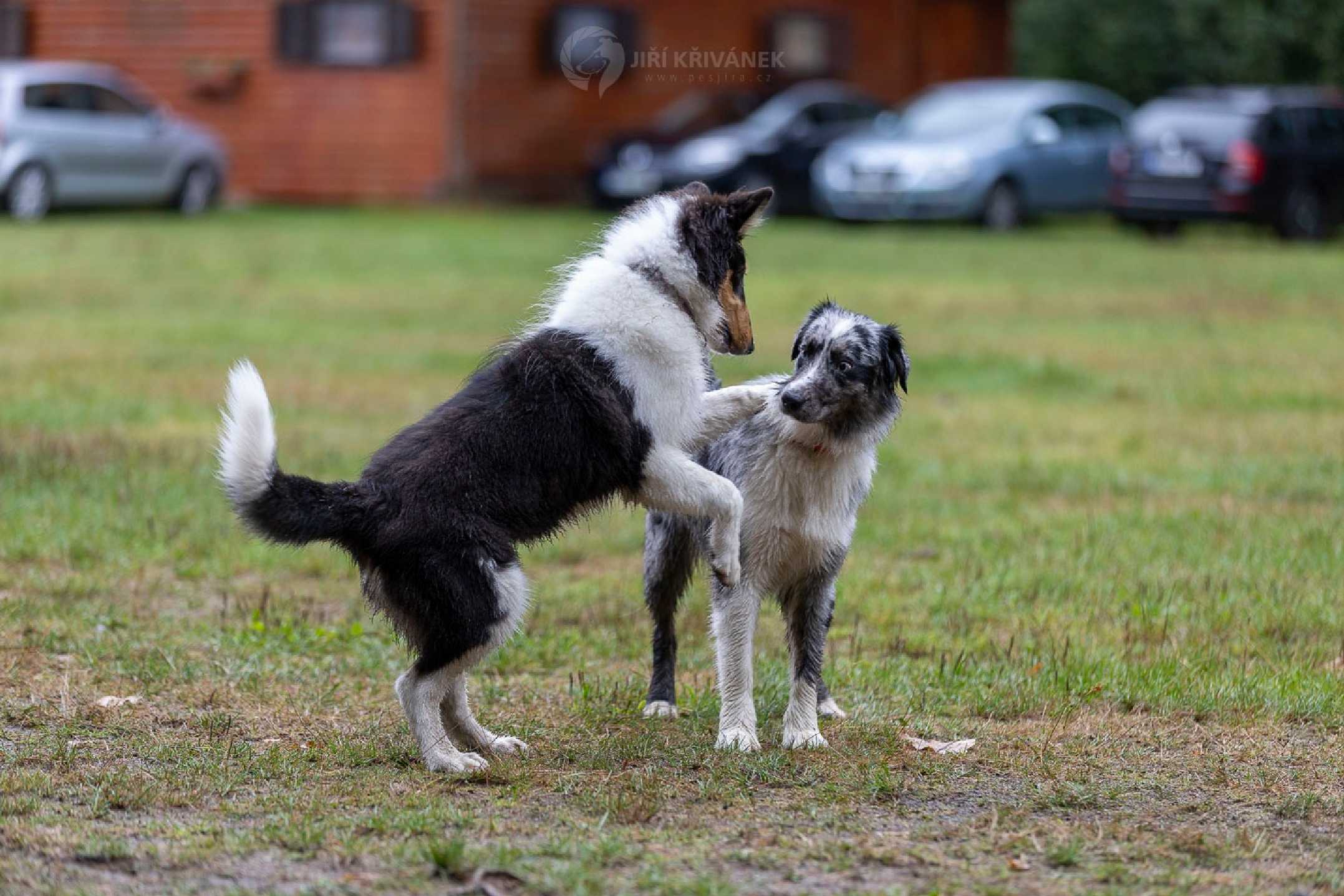 Venčení v přírodě - Foto Jiří Křivánek 1125 (2)