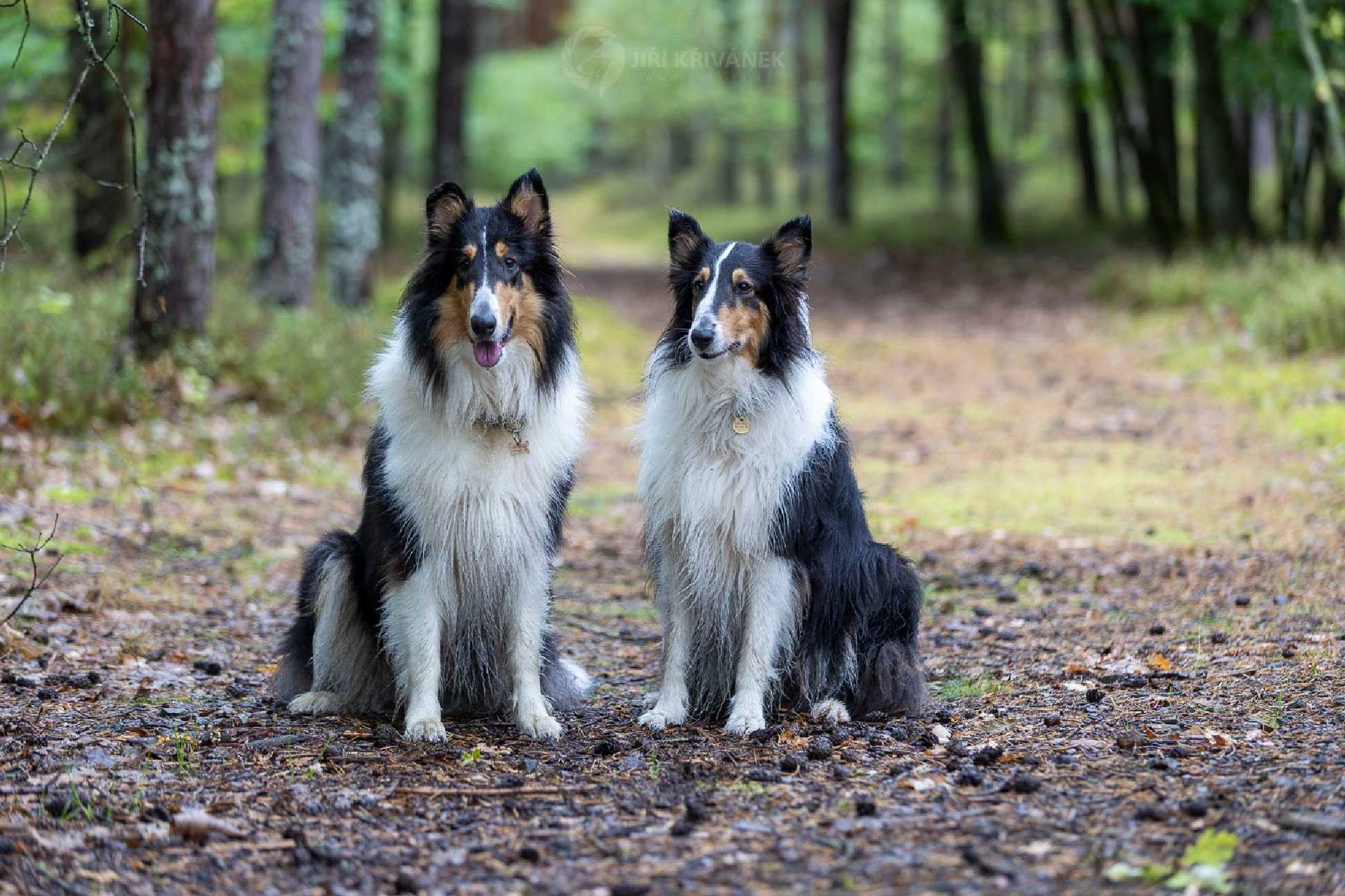 Venčení v přírodě - Foto Jiří Křivánek 1125 (3)