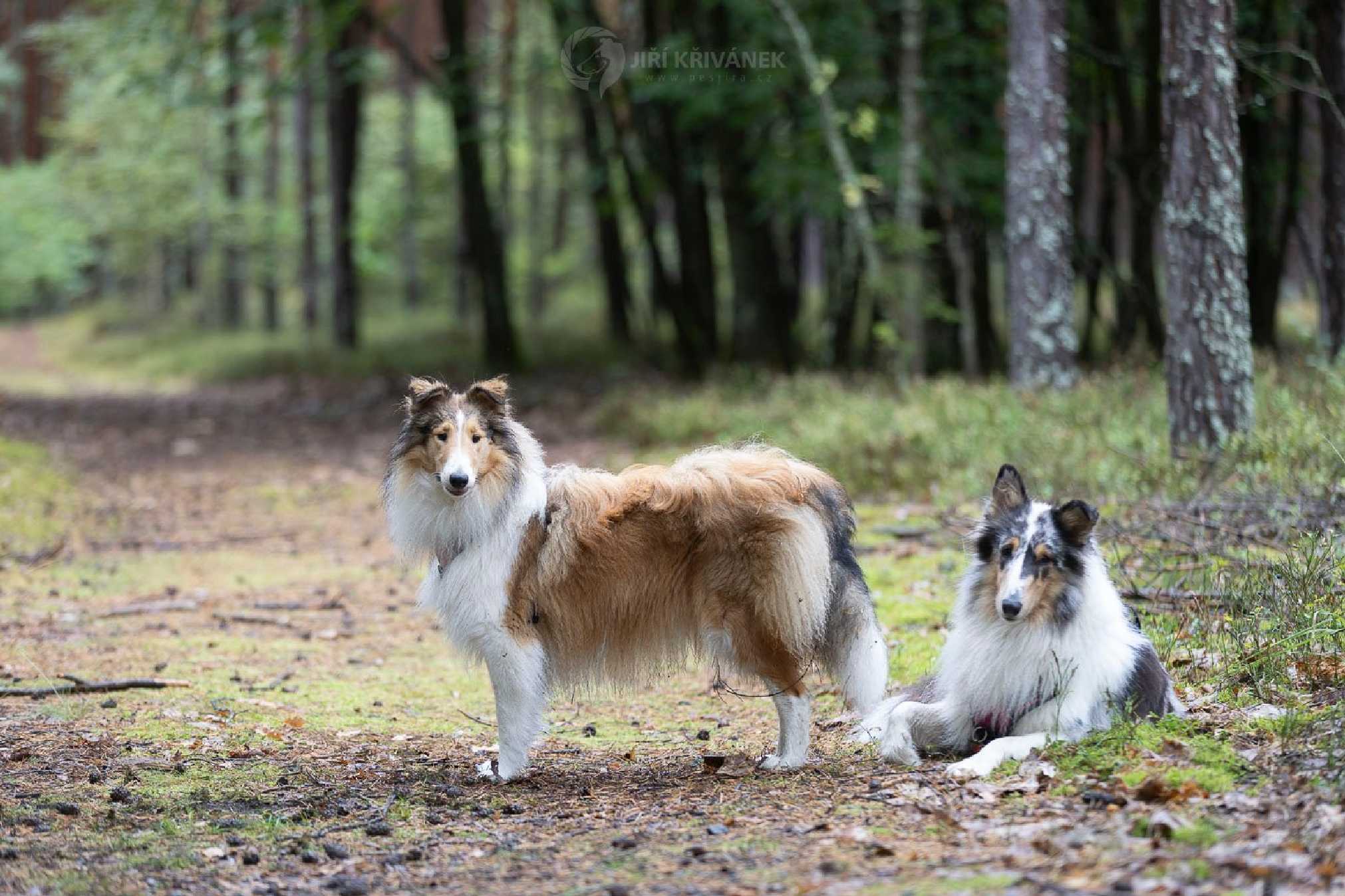 Venčení v přírodě - Foto Jiří Křivánek 1125 (7)