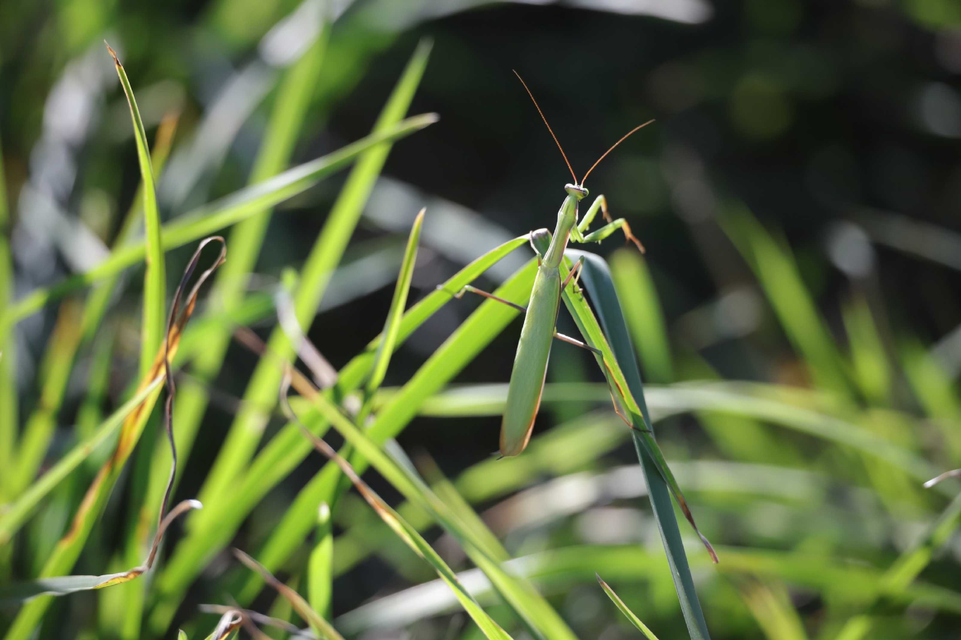 Je těžké v louce hledat kudlanku - Foto Laislav Jonák 0925 (1)