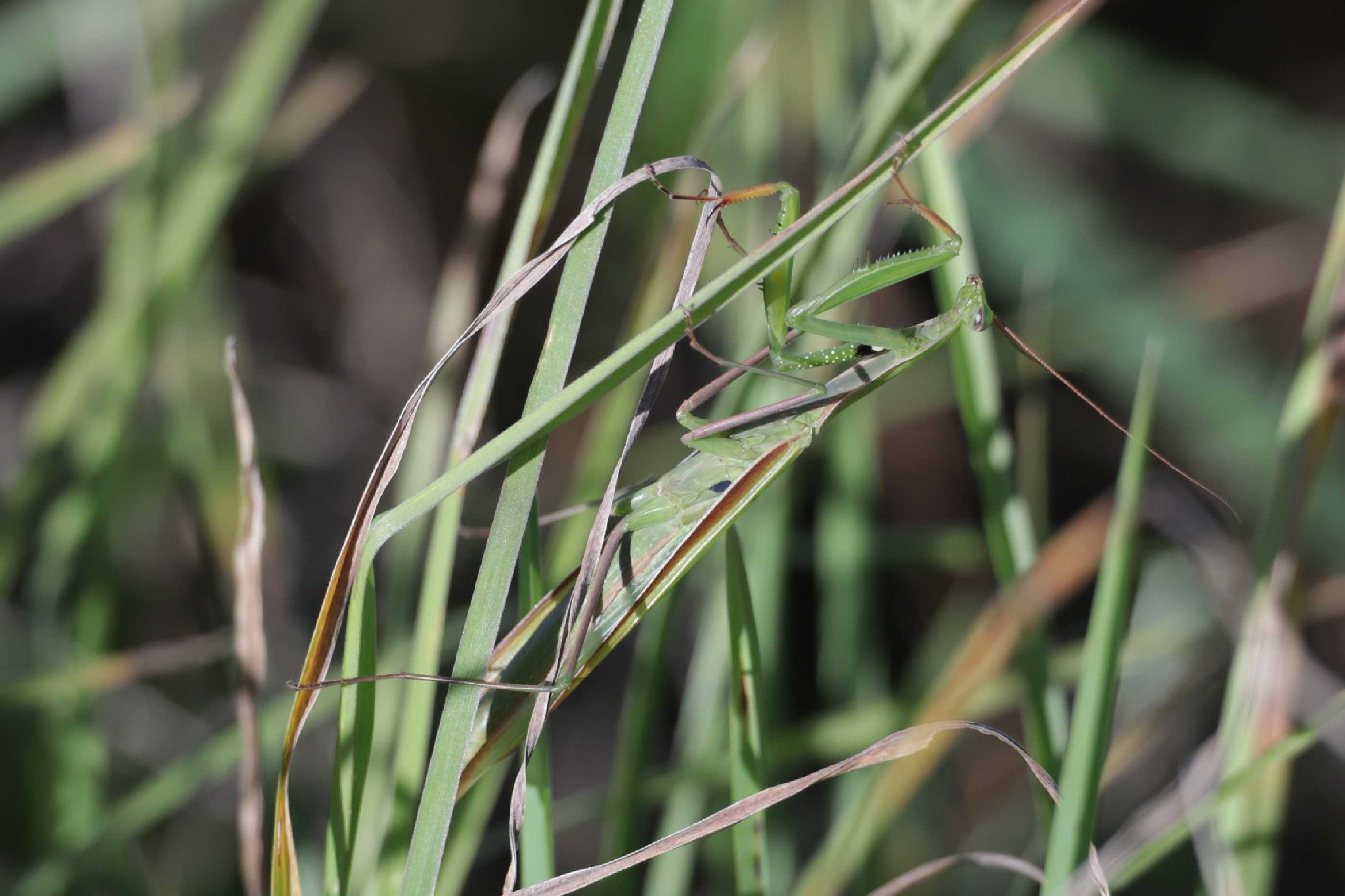 Je těžké v louce hledat kudlanku - Foto Laislav Jonák 0925 (2)