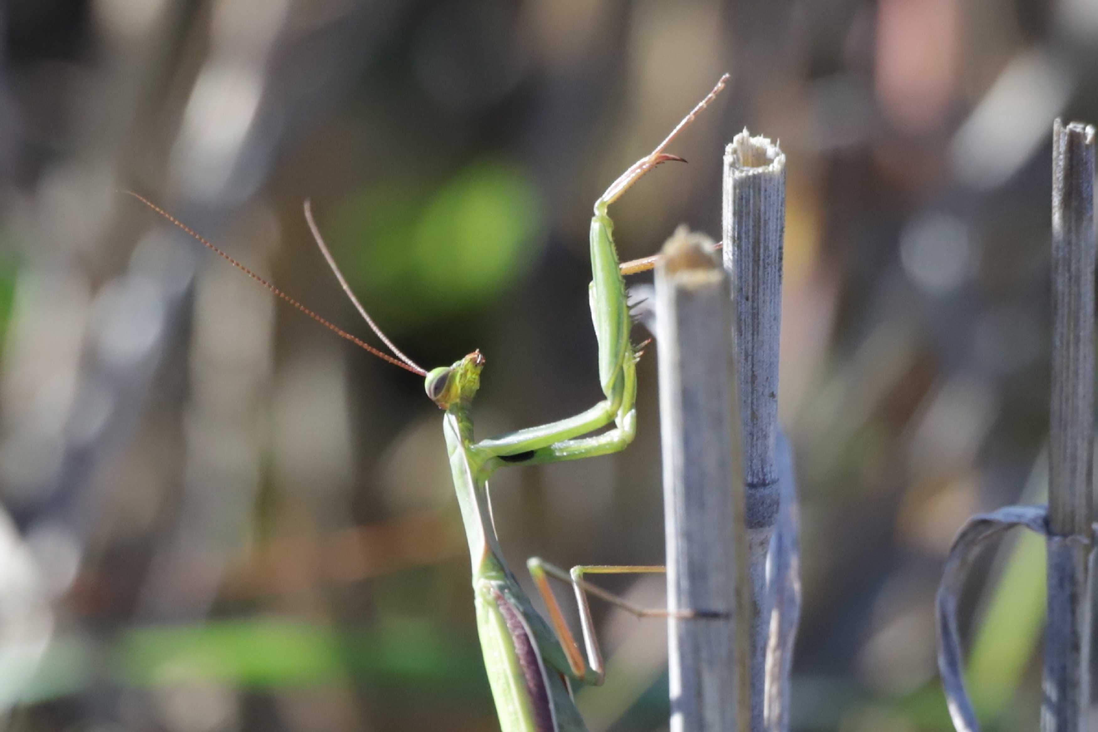 Je těžké v louce hledat kudlanku - Foto Laislav Jonák 0925 (3)