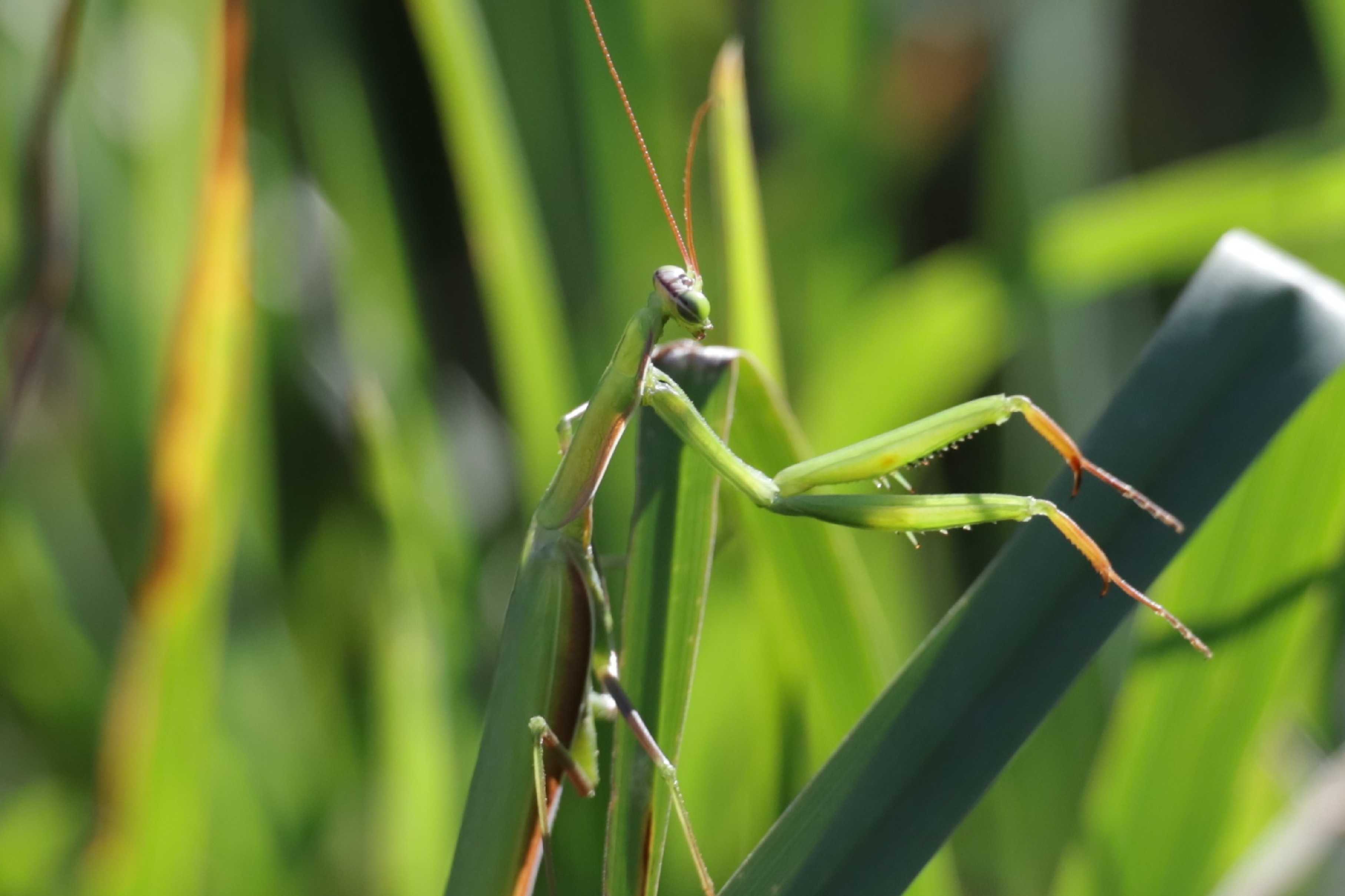 Je těžké v louce hledat kudlanku - Foto Laislav Jonák 0925 (4)