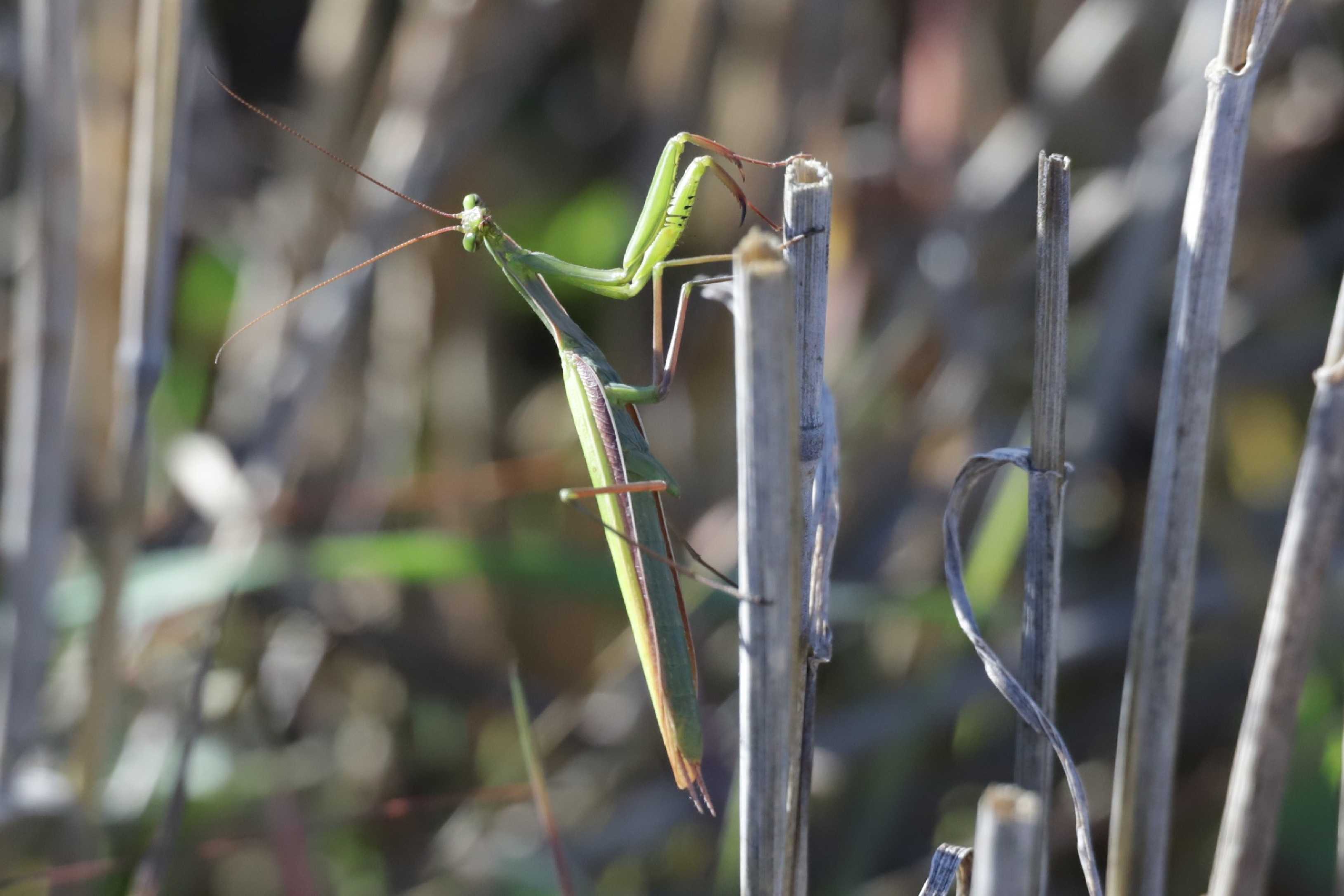 Je těžké v louce hledat kudlanku - Foto Laislav Jonák 0925 (7)