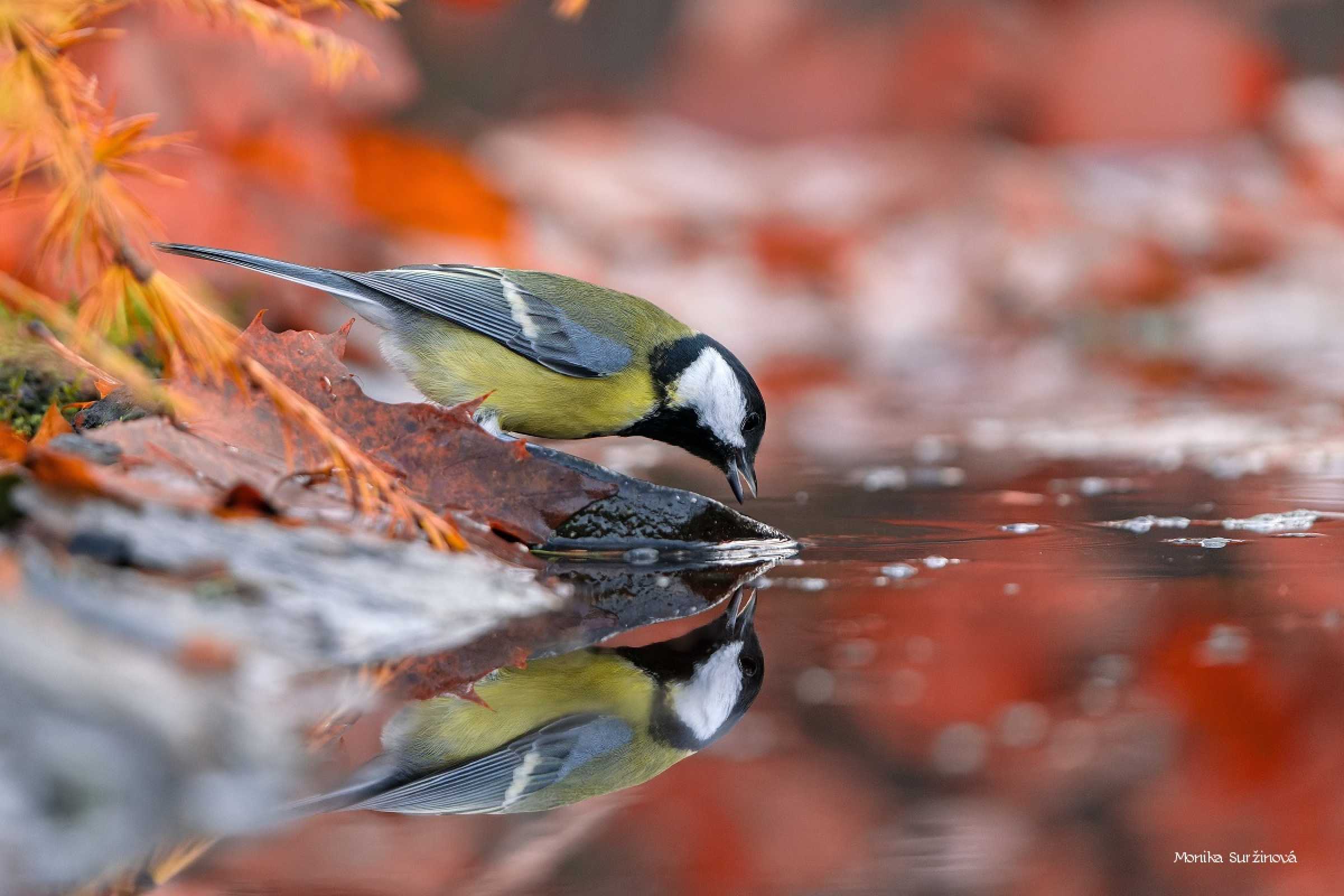 Zrcadlení - sýkora koňadra - Foto Monika Suržinová 1125
