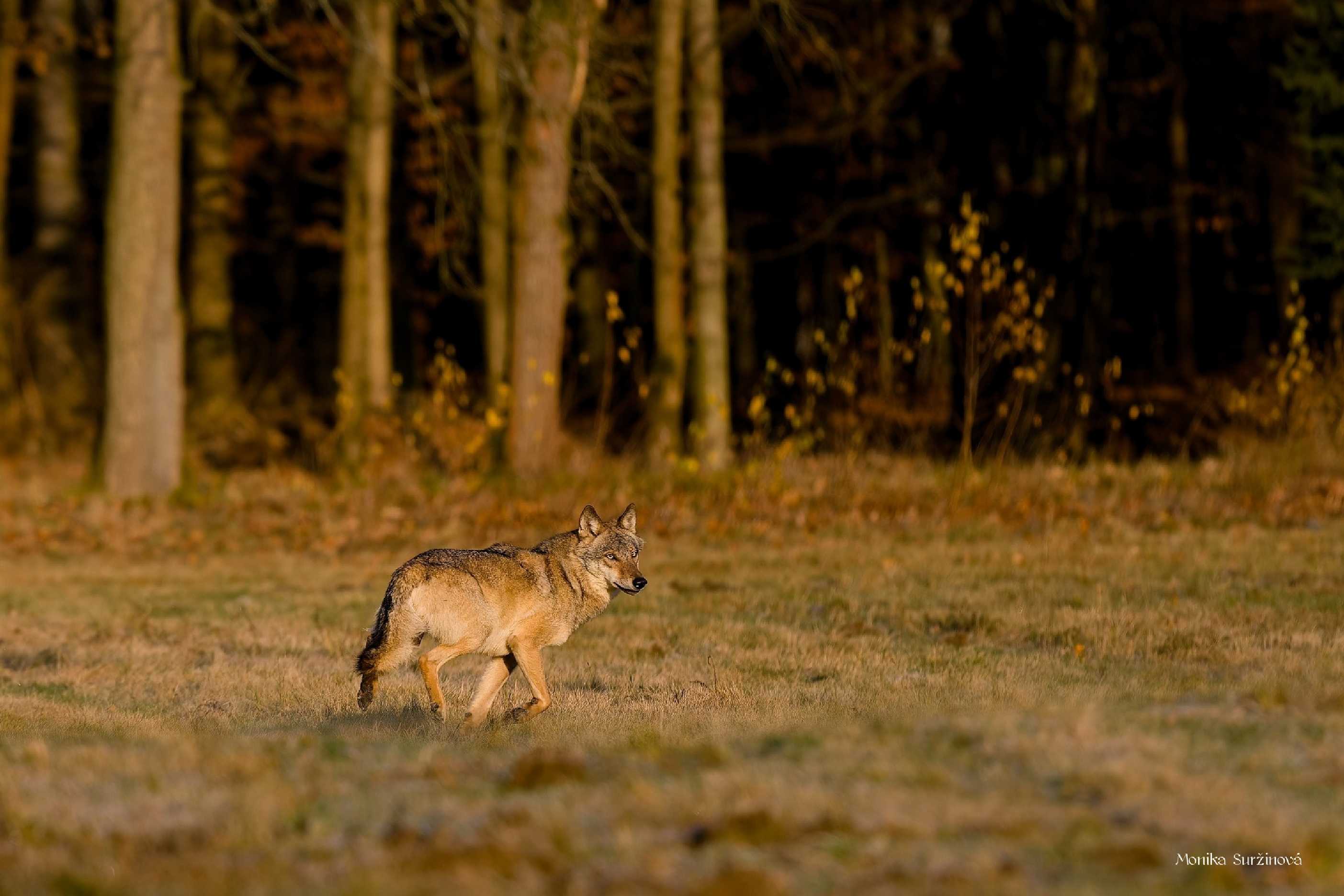 Mé setkání s vlkem - Foto Monika Suržinová 1125