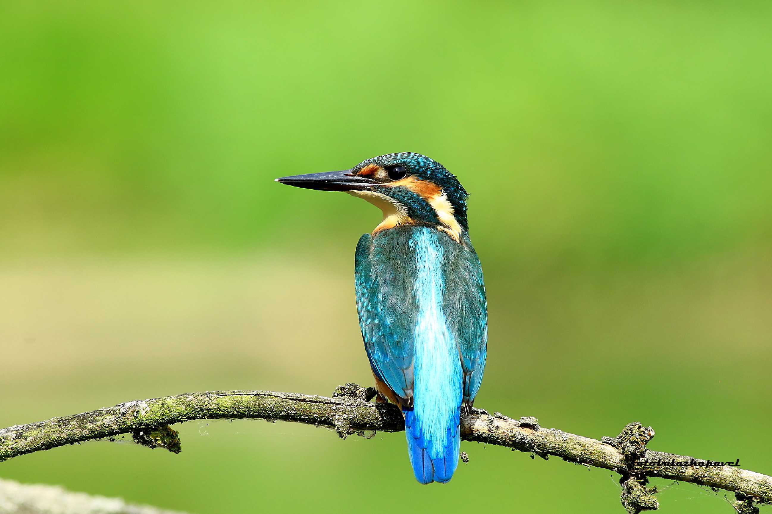 Ledňáček říční - Foto Pavel Balazka 1025