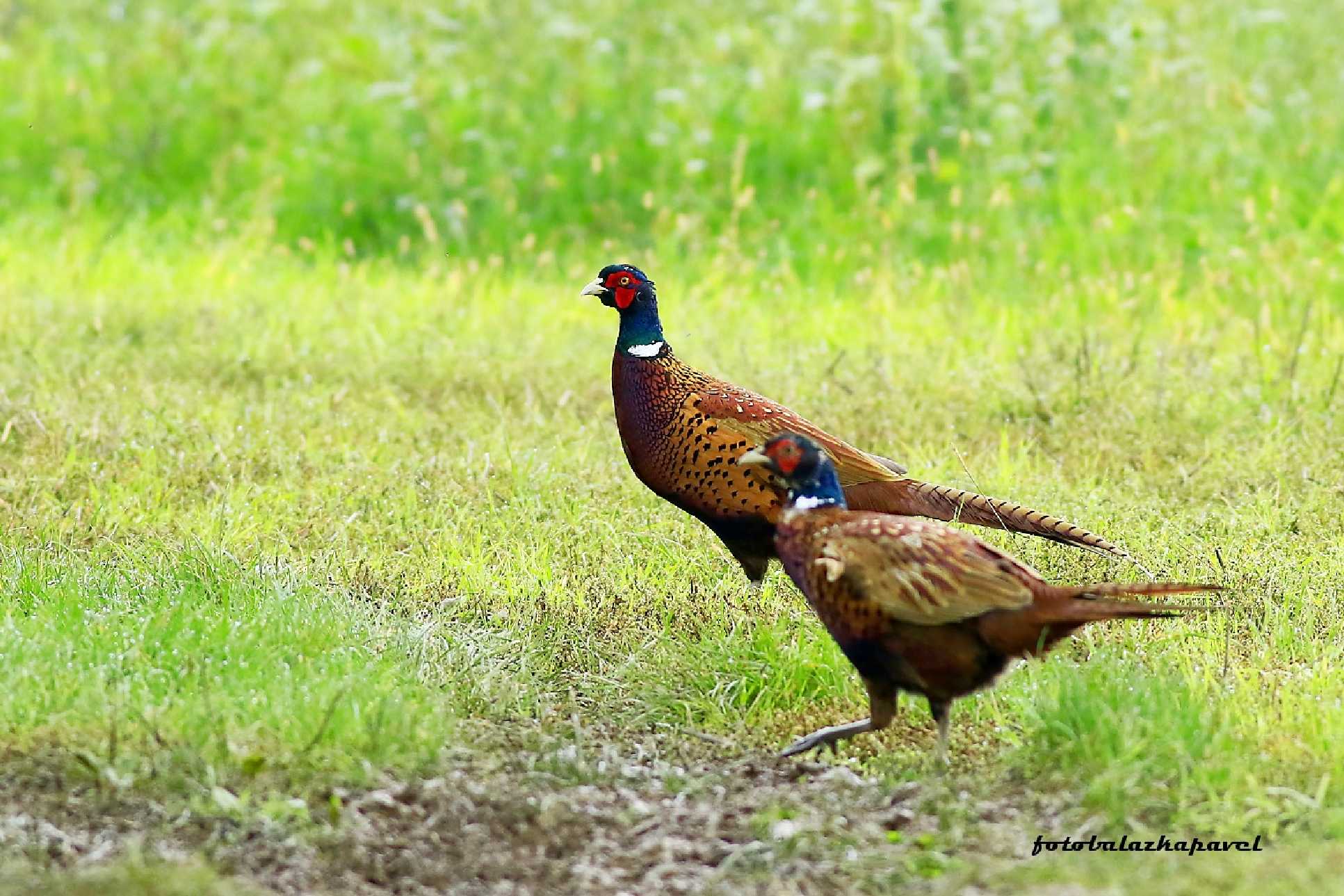 Mladá bažanti - Foto Pavel Balazka 0925