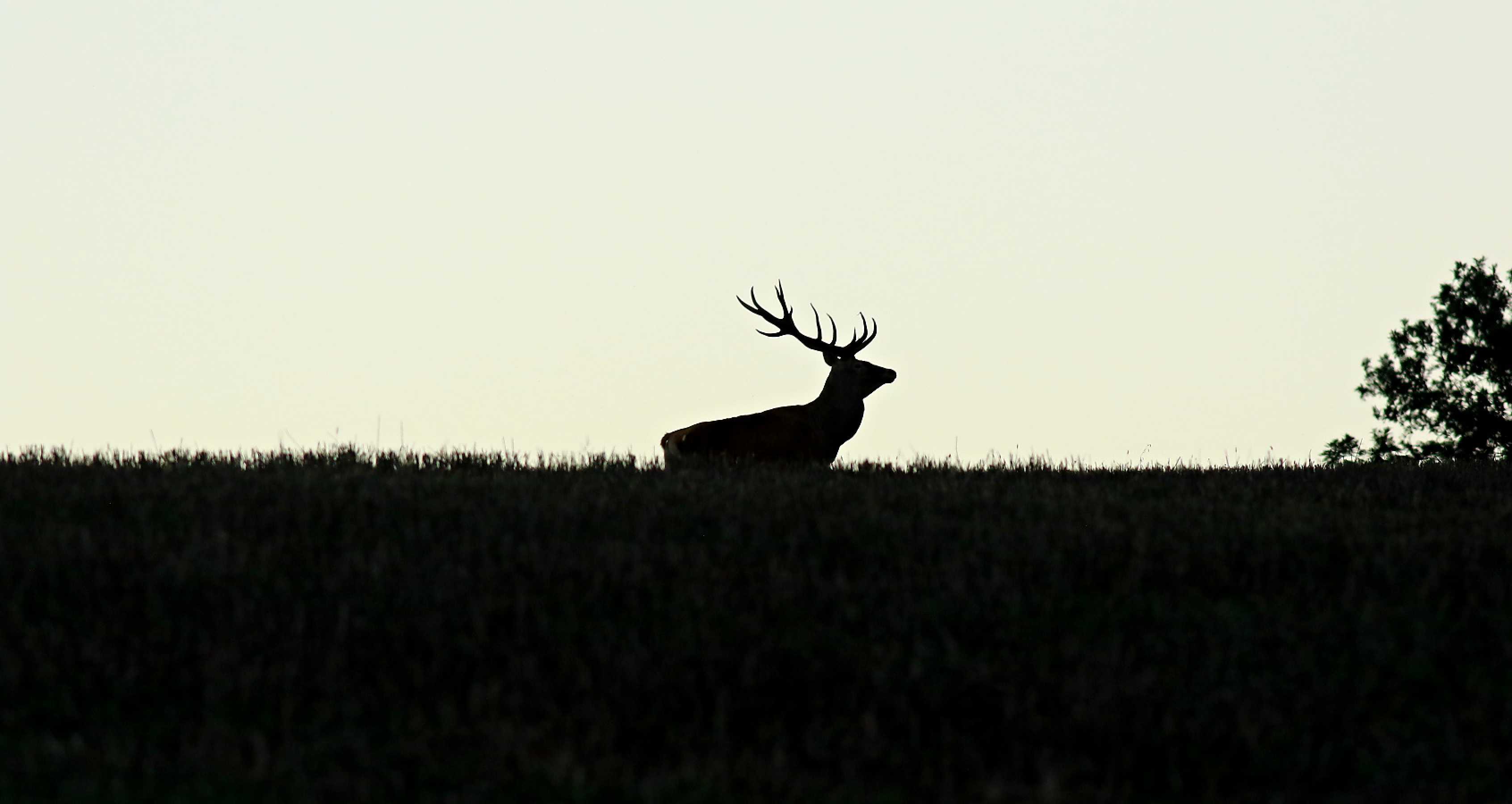 Setkání s jelenem - Foto Pavel Balazka 1025