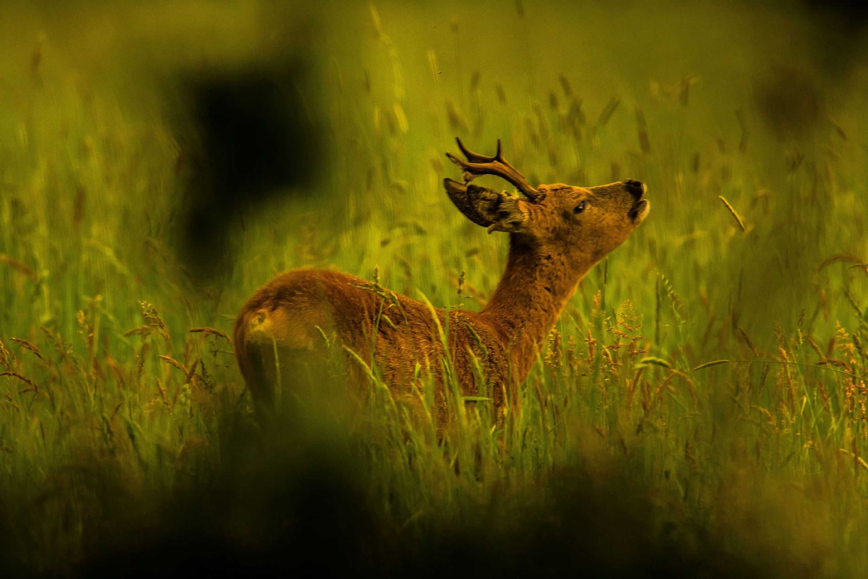 Srnec - Foto Lukáš Málek 0524
