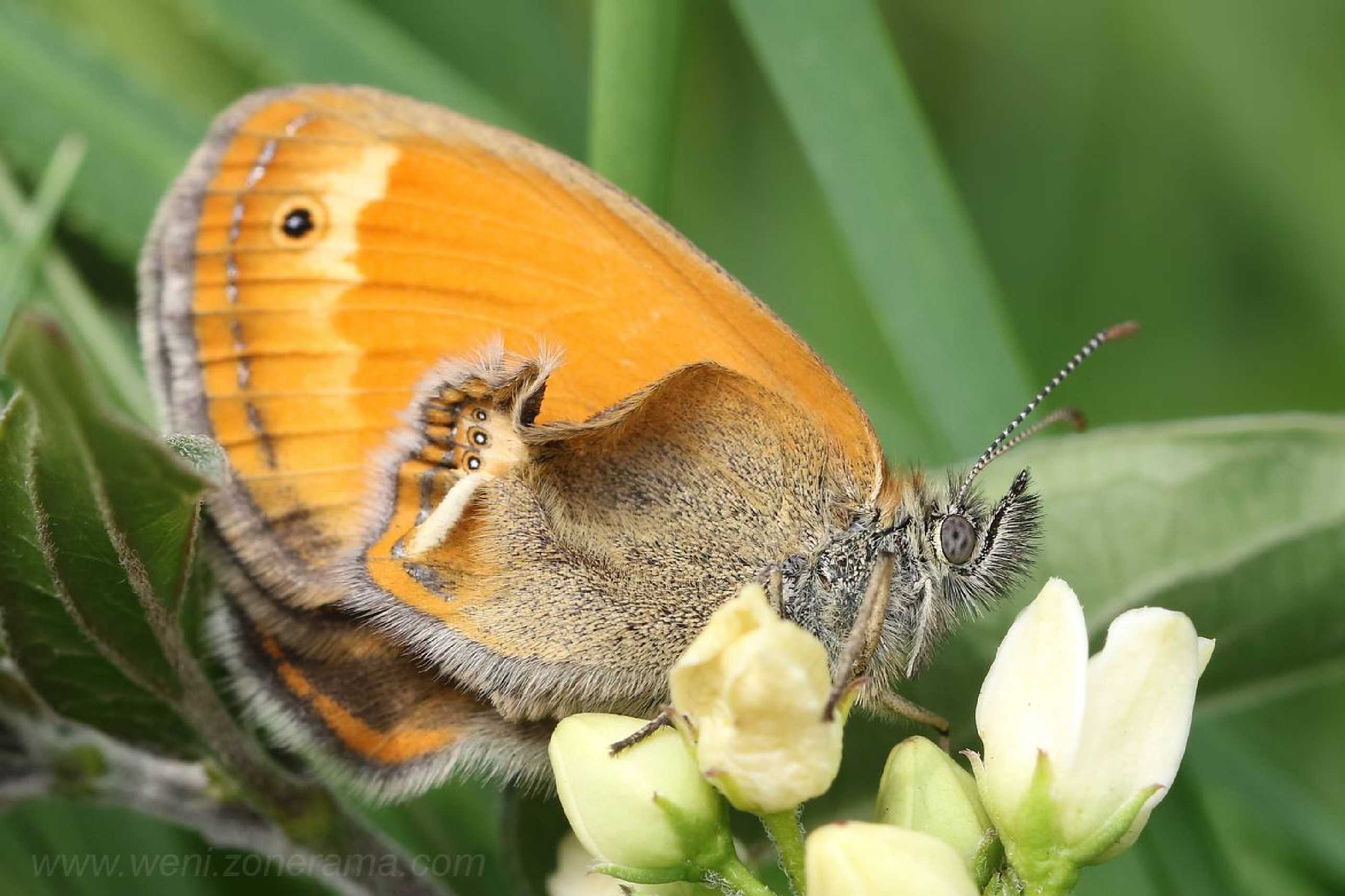 Okáč strdivkový - Foto Irena Wenischová 1125
