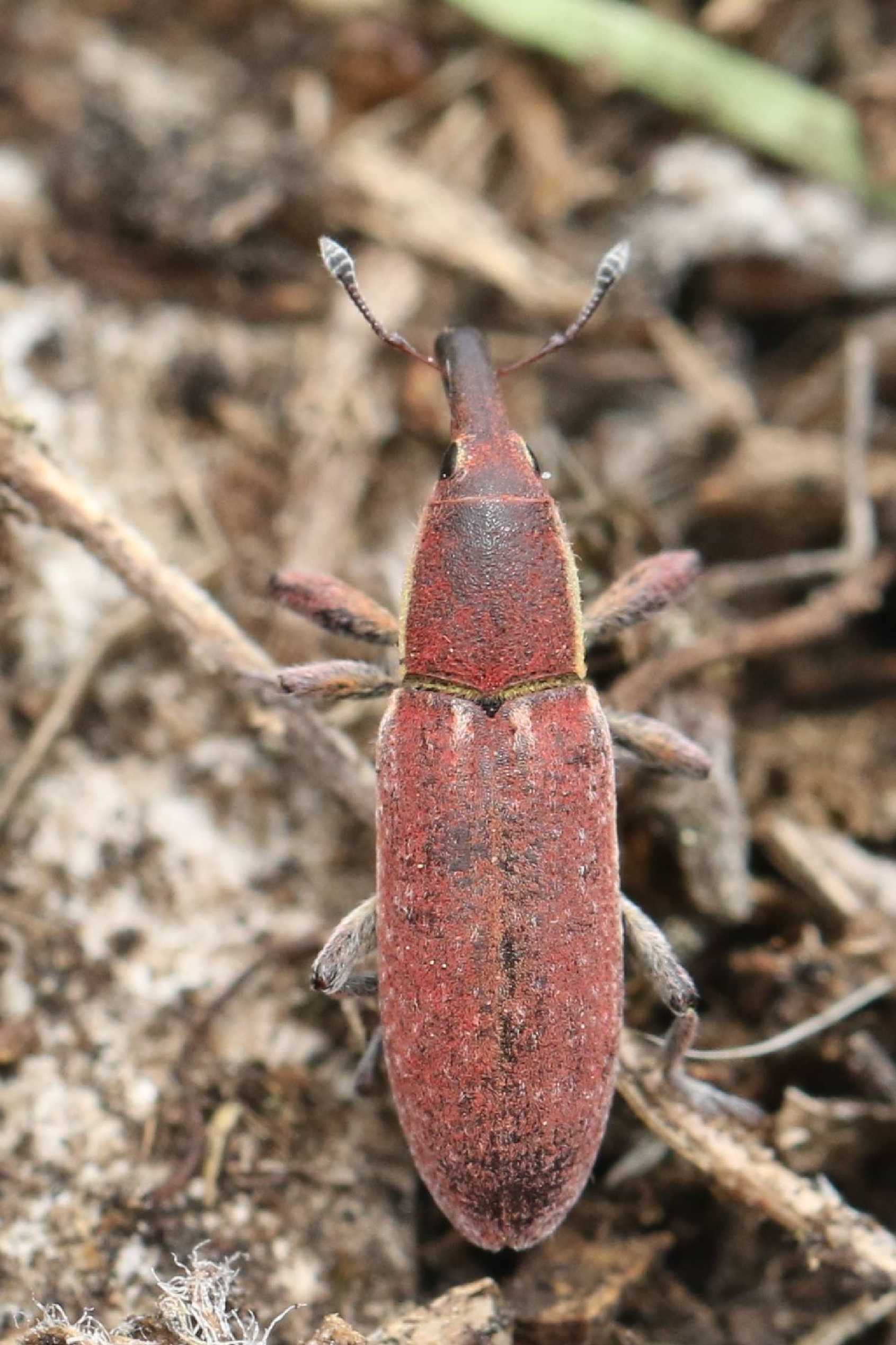 Rýhonosec - Lixus vilis - Foto Irena Wenischová 1125