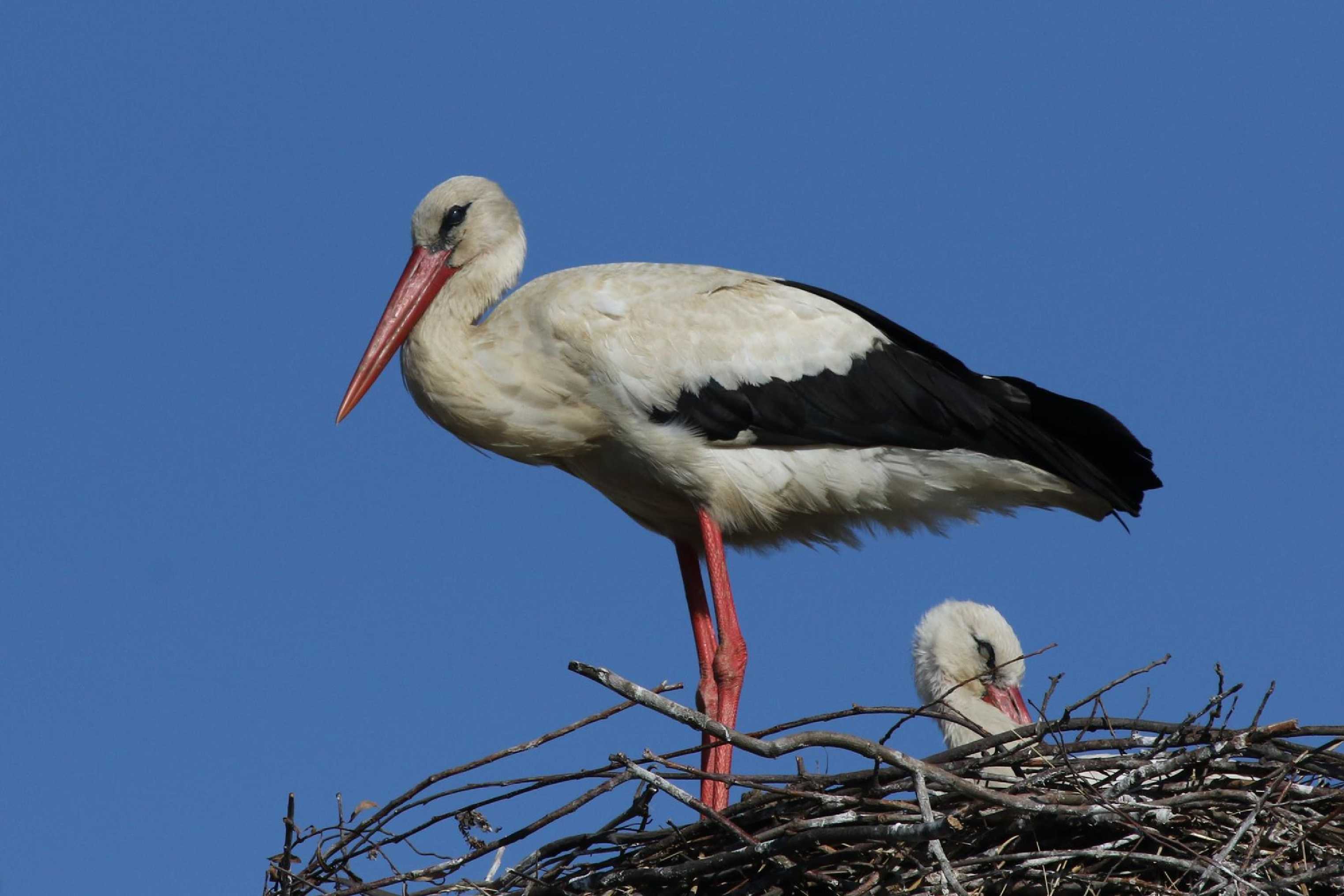 Čáp bílý - Foto Irena Wenischová 1125
