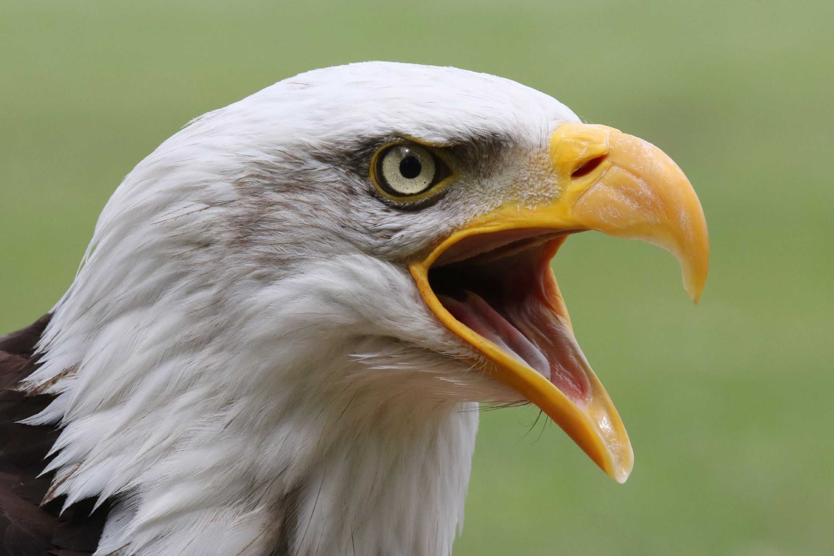 Orel bělohlavý - Foto Irena Wenischová 1125