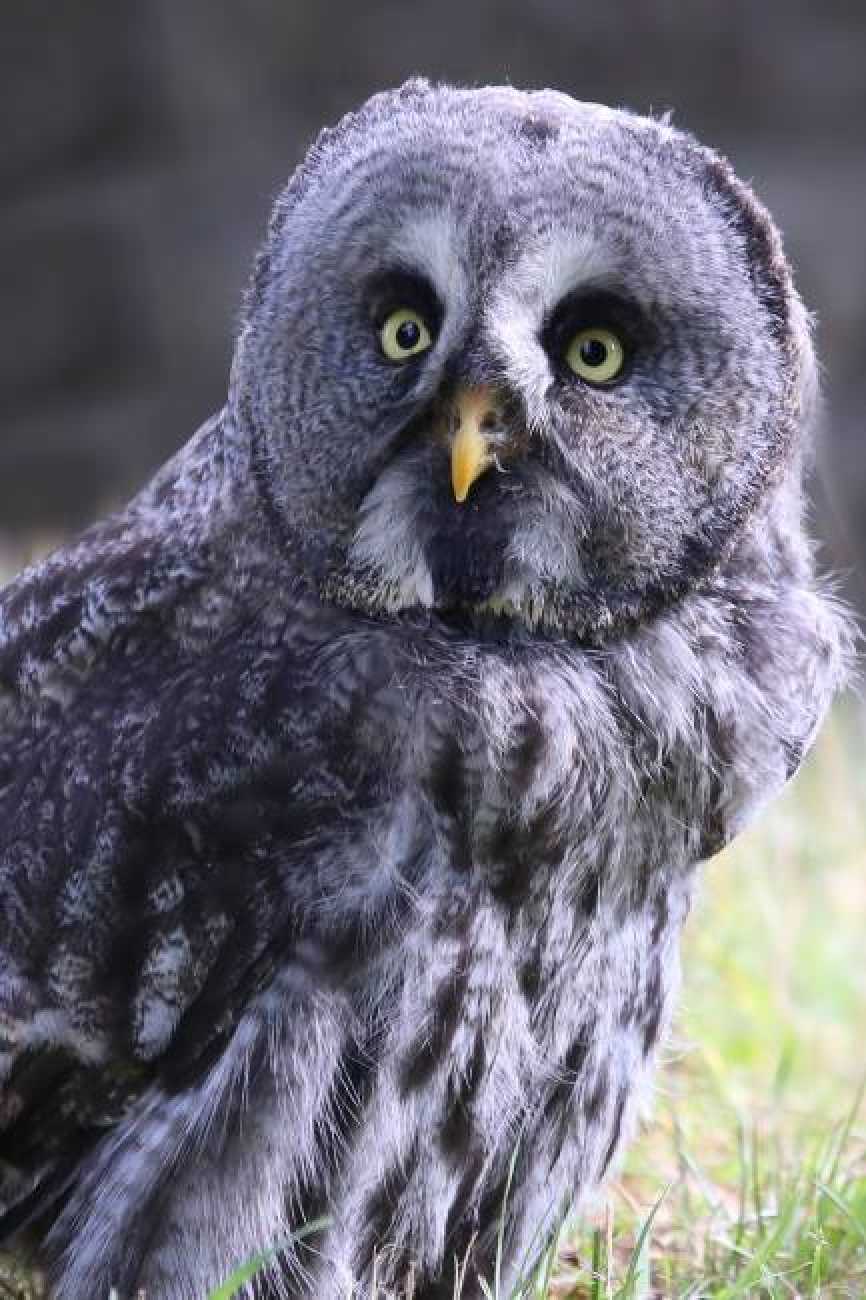 Puštík vousatý - Foto Irena Wenischová 1125