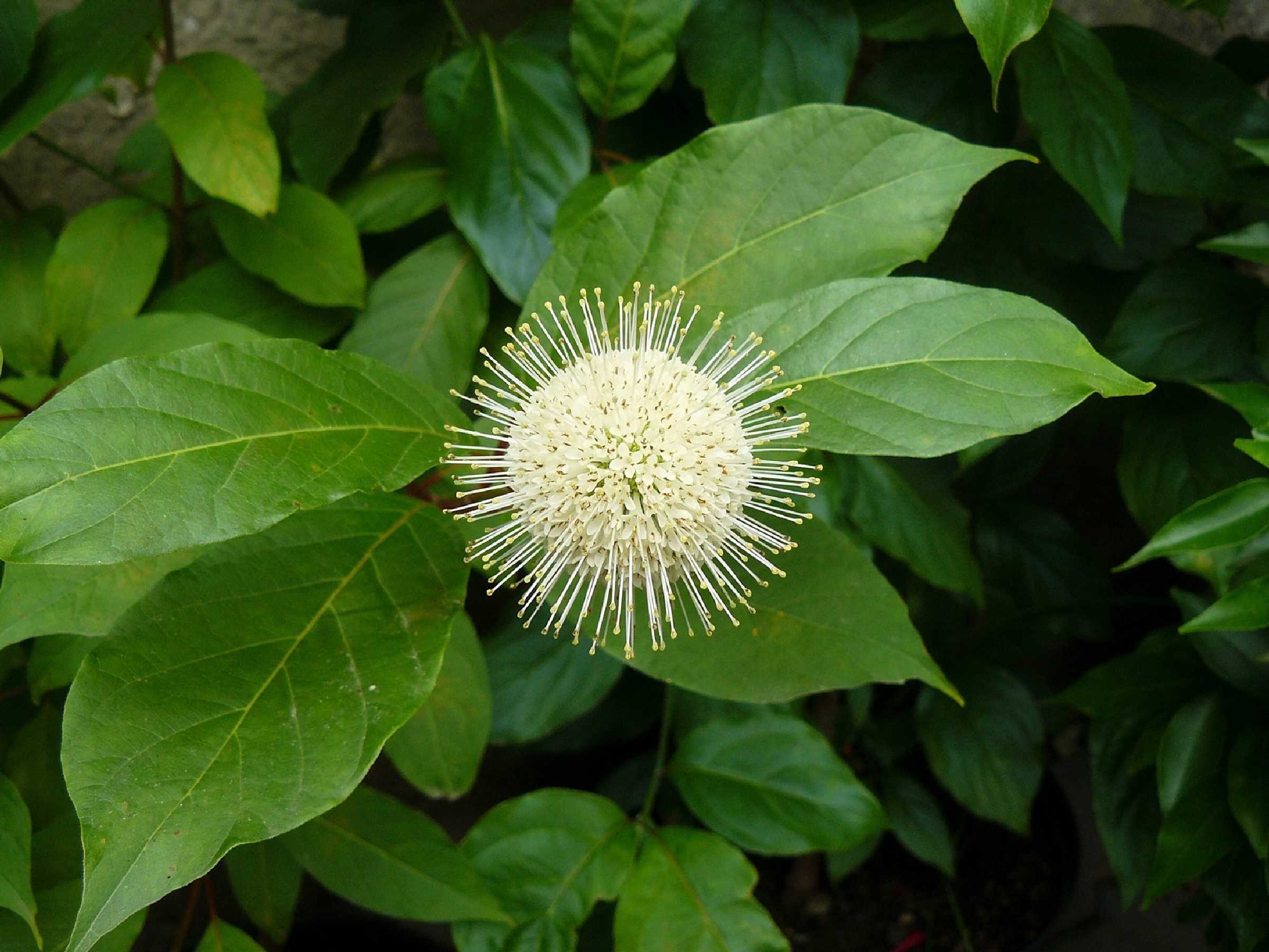 Hlavoš západní - Cephalanthus occidentalis - Foto Pavel Stančík 1125 (1)