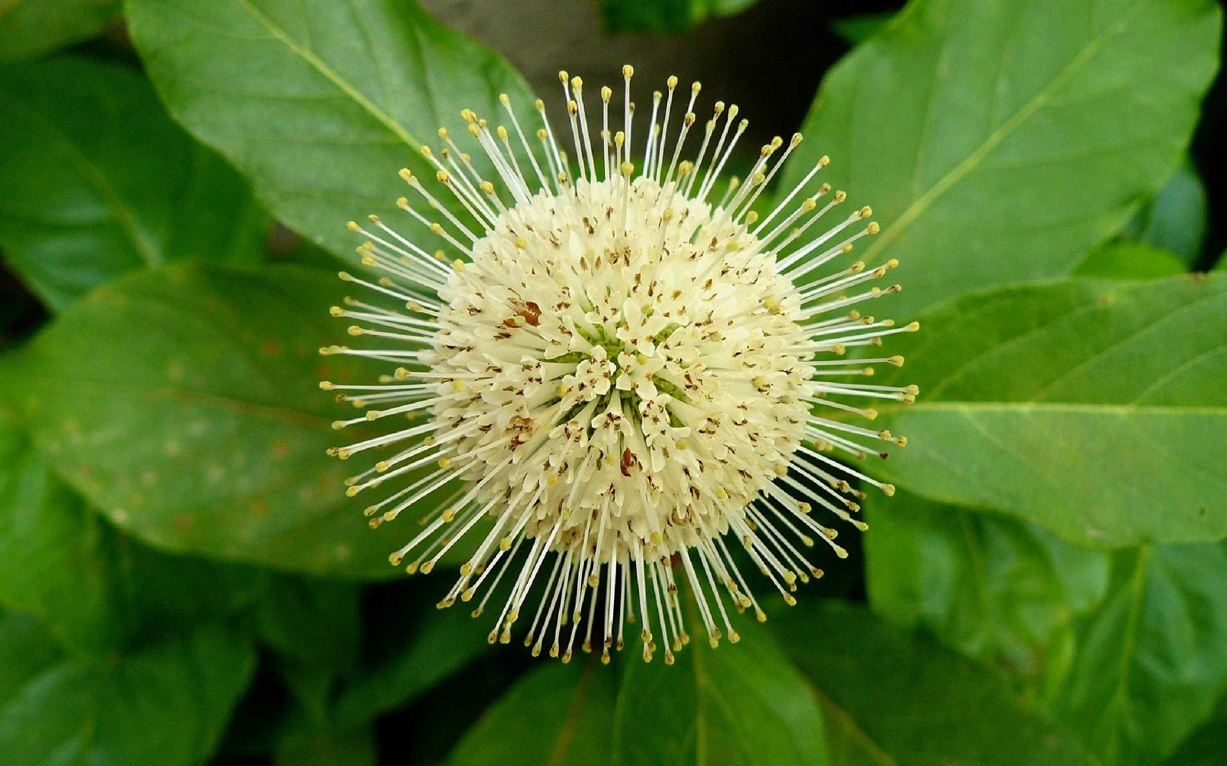 Hlavoš západní - Cephalanthus occidentalis - Foto Pavel Stančík 1125 (2)