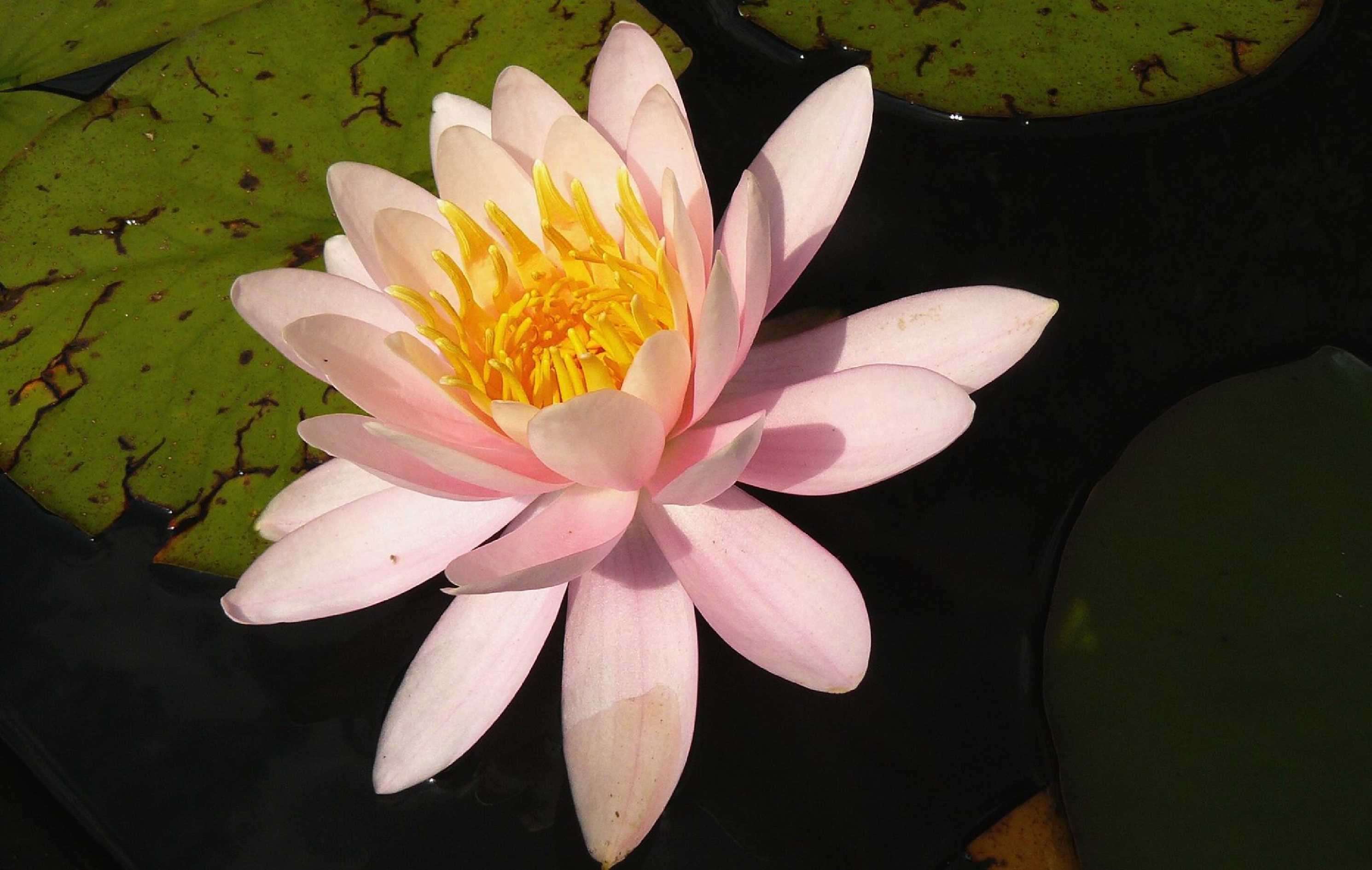 Květ leknínu - Foto Pavel Stančík 1125 (1)