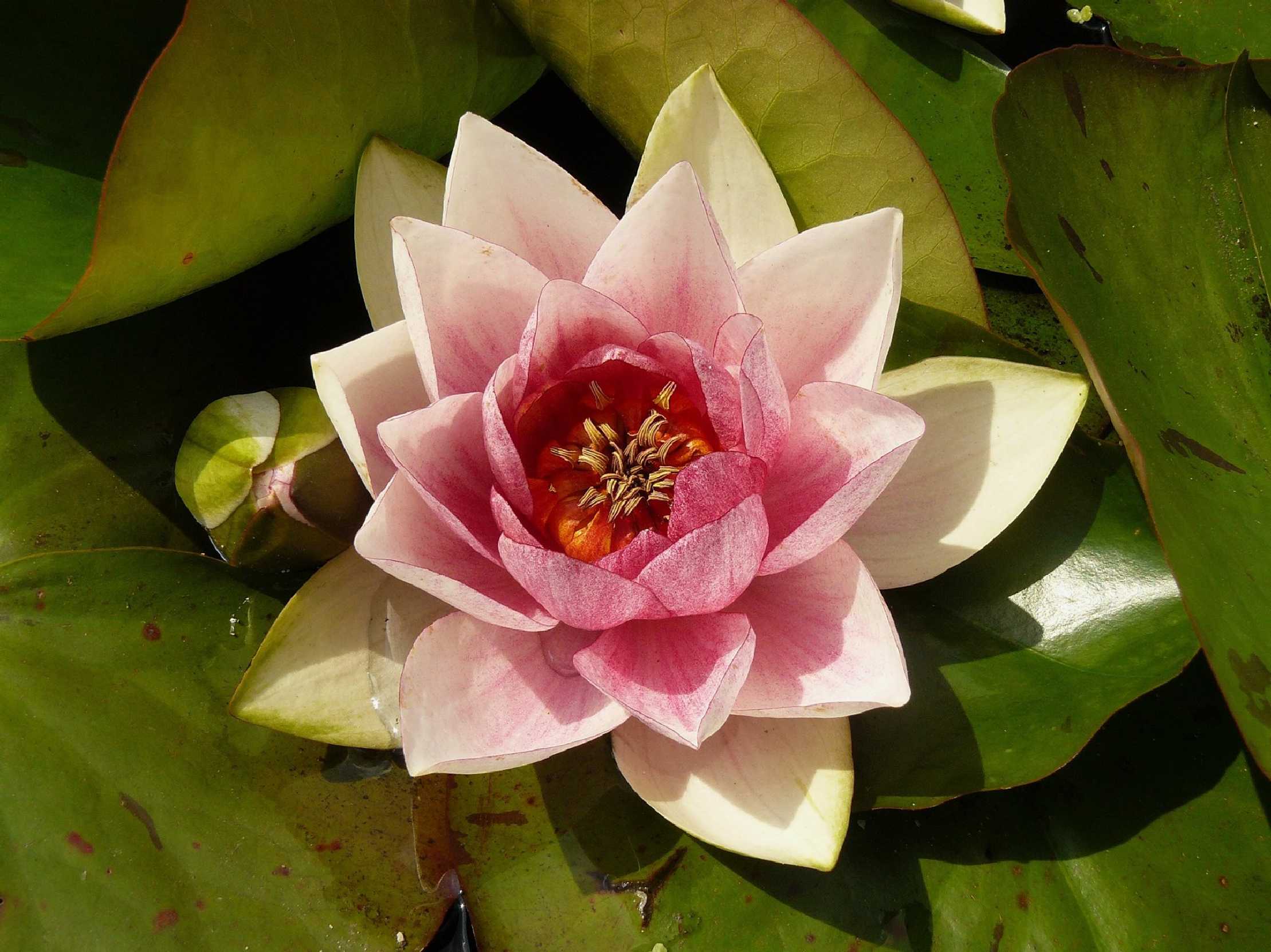 Květ leknínu - Foto Pavel Stančík 1125 (2)