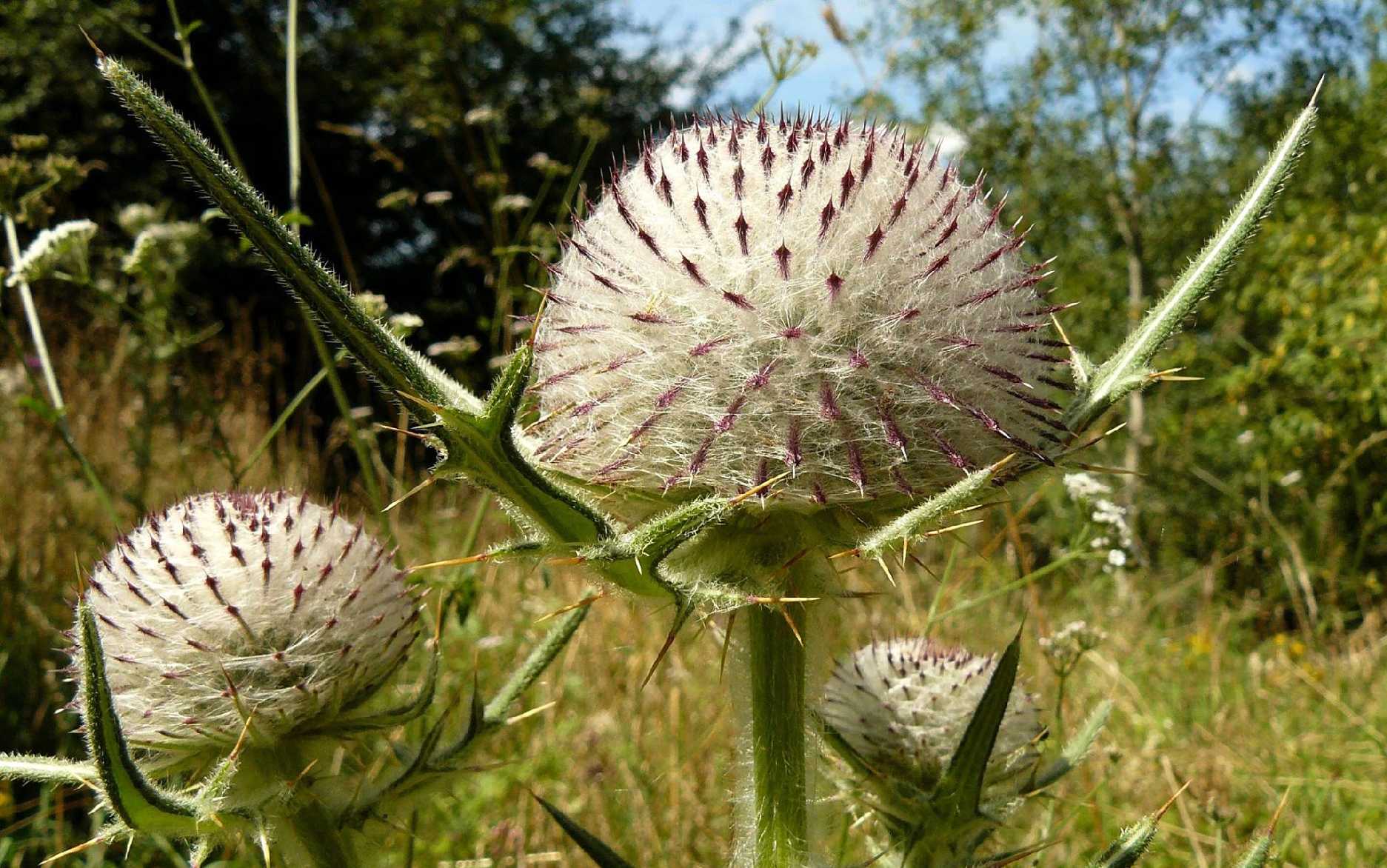 Pcháč bělohlavý - Cirsium eriophorum - Foto Pavel Stančík 1125
