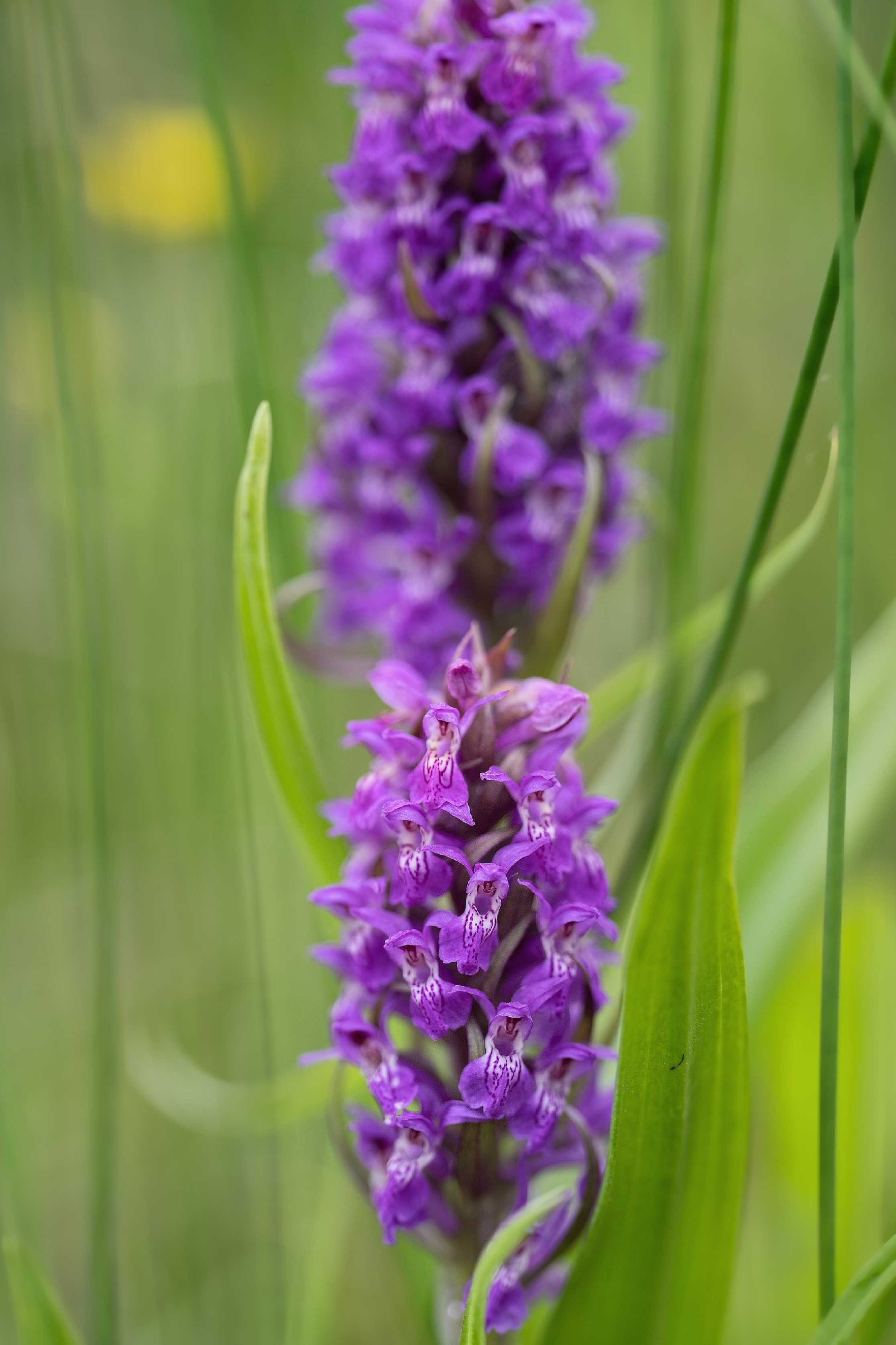 Prstnatec pleťový - Foto Jana Ježková 0525 (1)