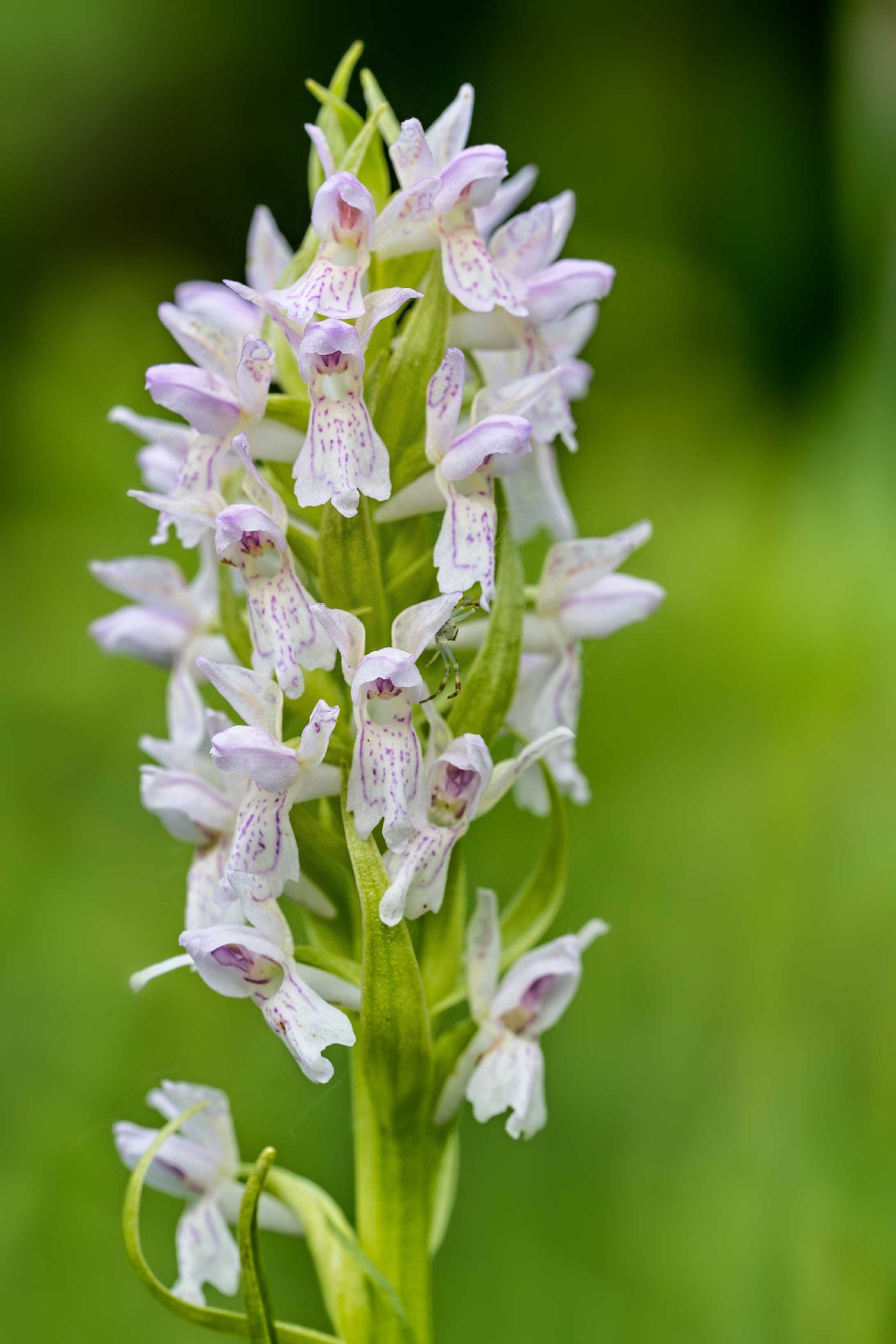 Prstnatec pleťový - Foto Jana Ježková 0525 (2)