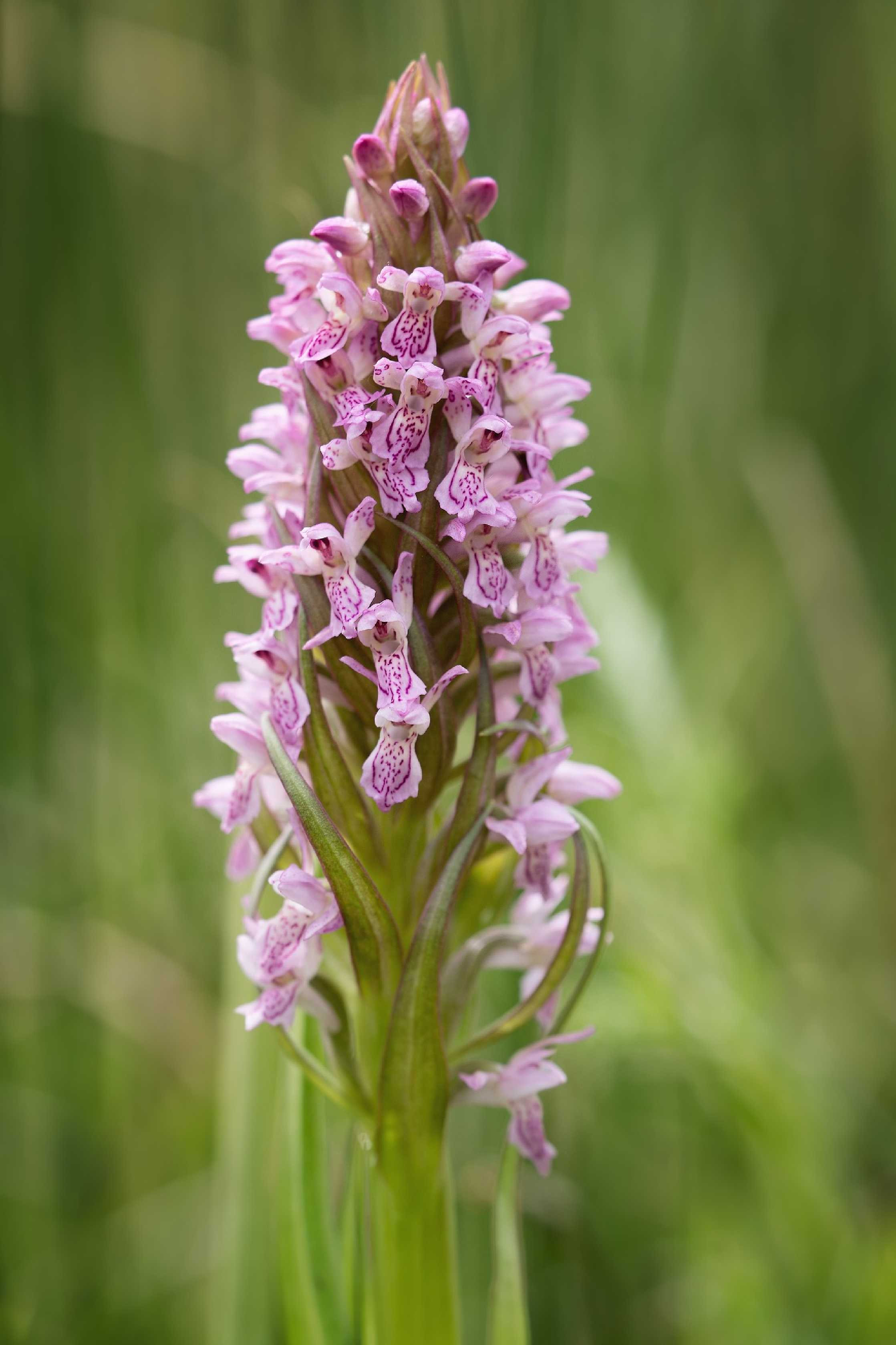 Prstnatec pleťový - Foto Jana Ježková 0525 (3)