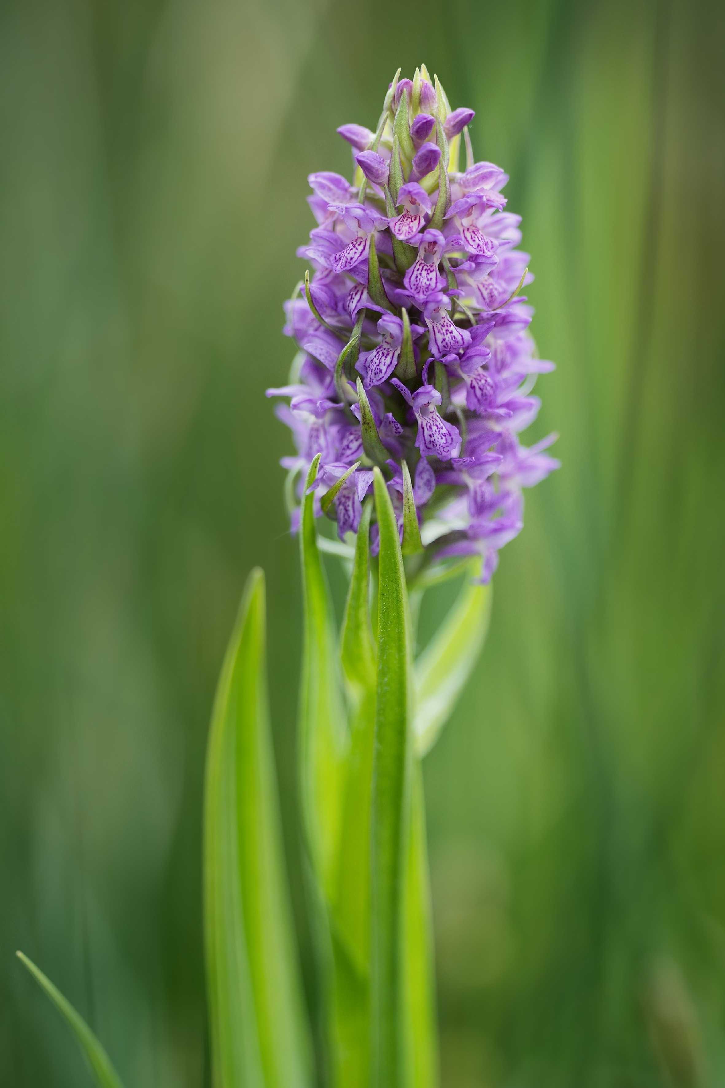 Prstnatec pleťový - Foto Jana Ježková 0525 (4)