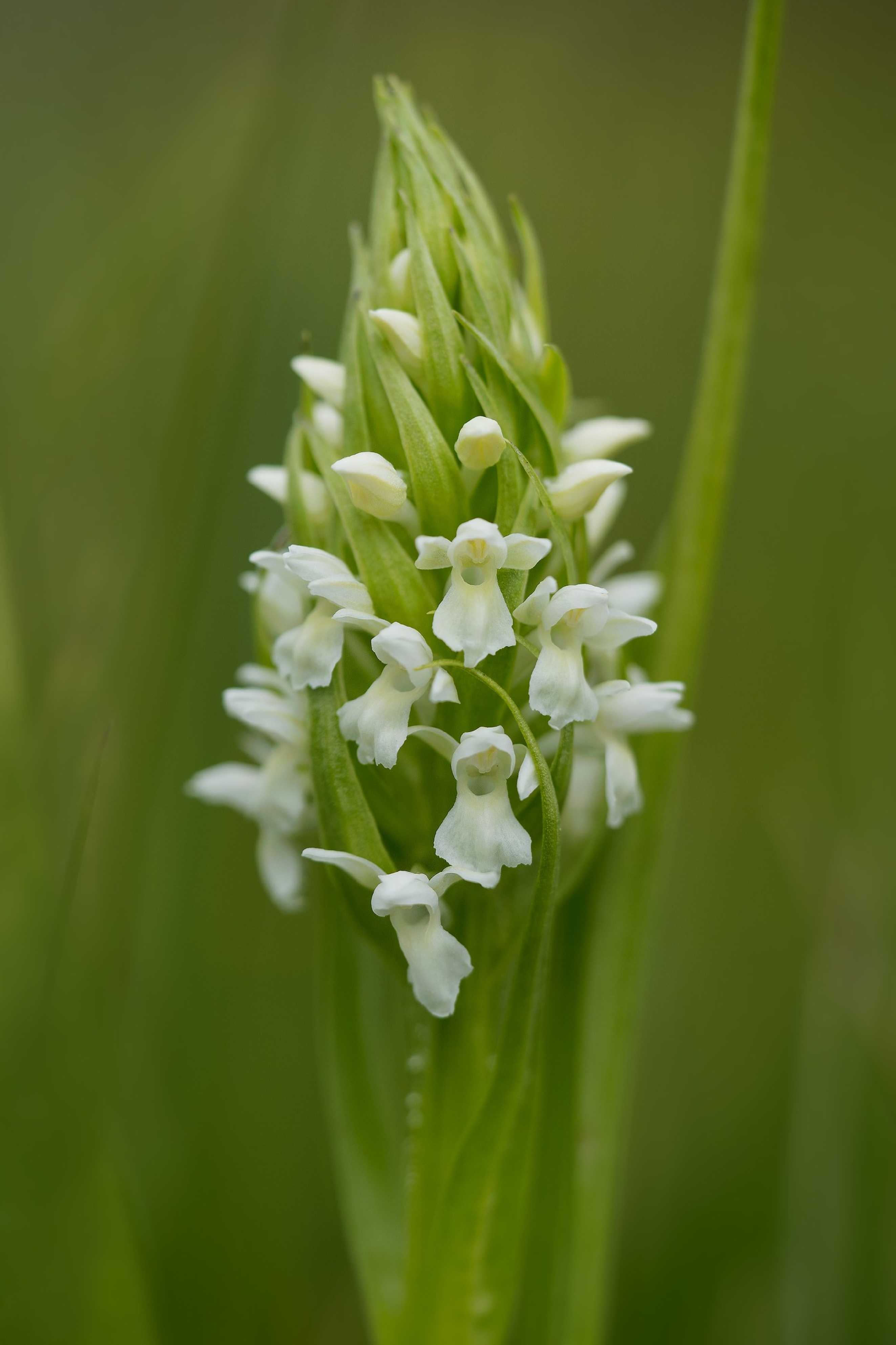 Prstnatec pleťový - Foto Jana Ježková 0525 (5)