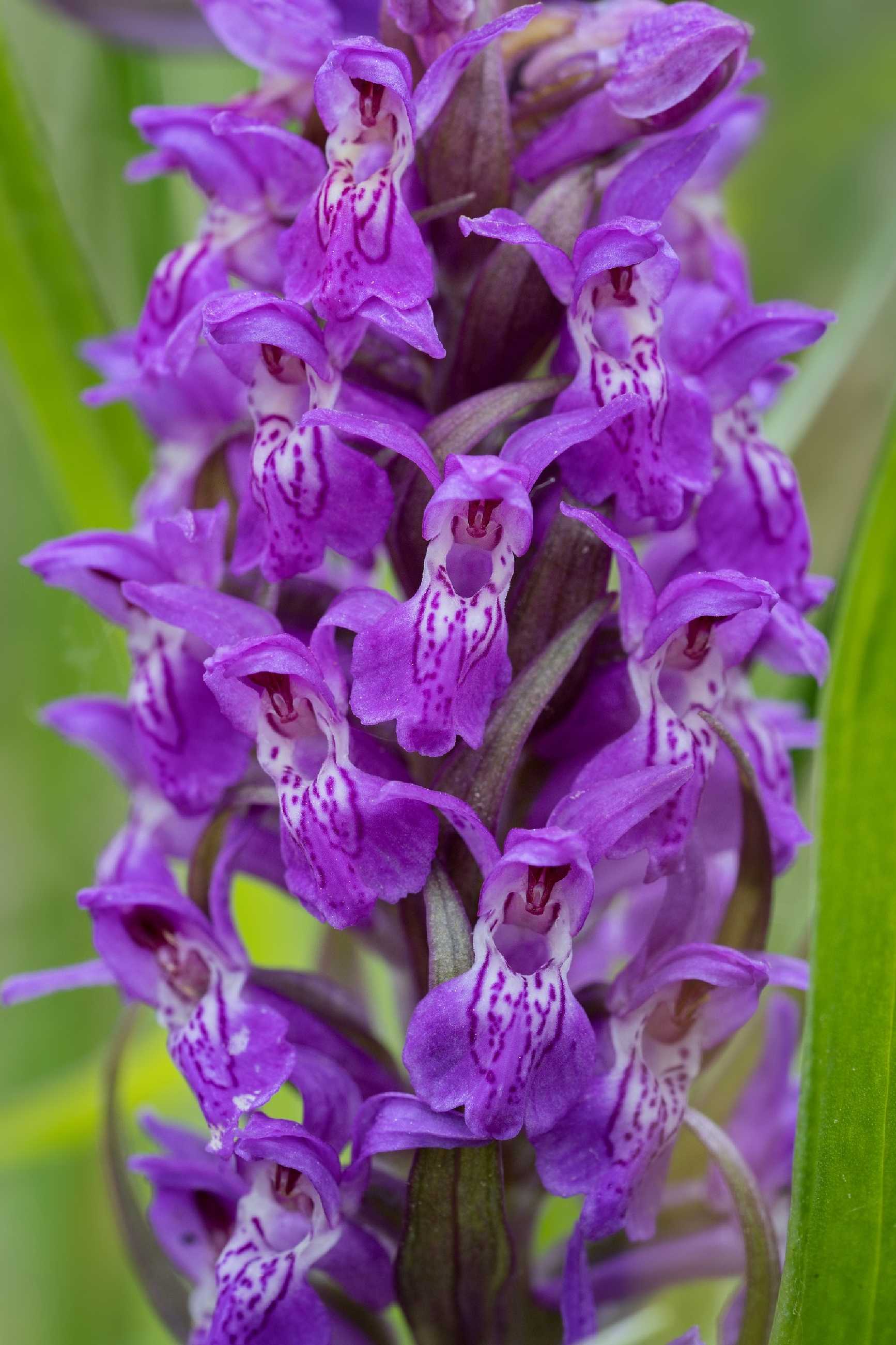 Prstnatec pleťový - Foto Jana Ježková 0525 (6)