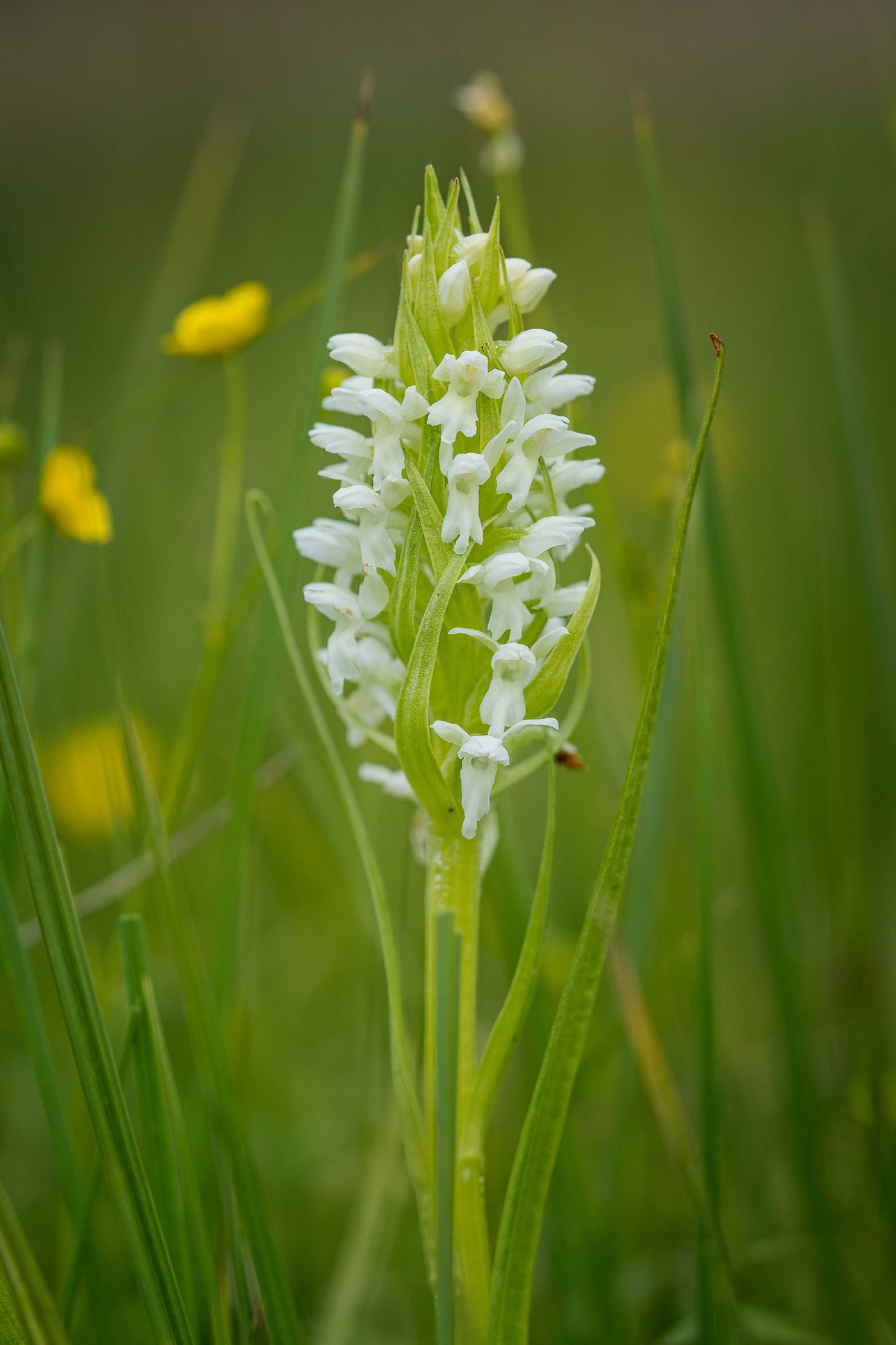 Prstnatec pleťový - Foto Jana Ježková 0525 (7)