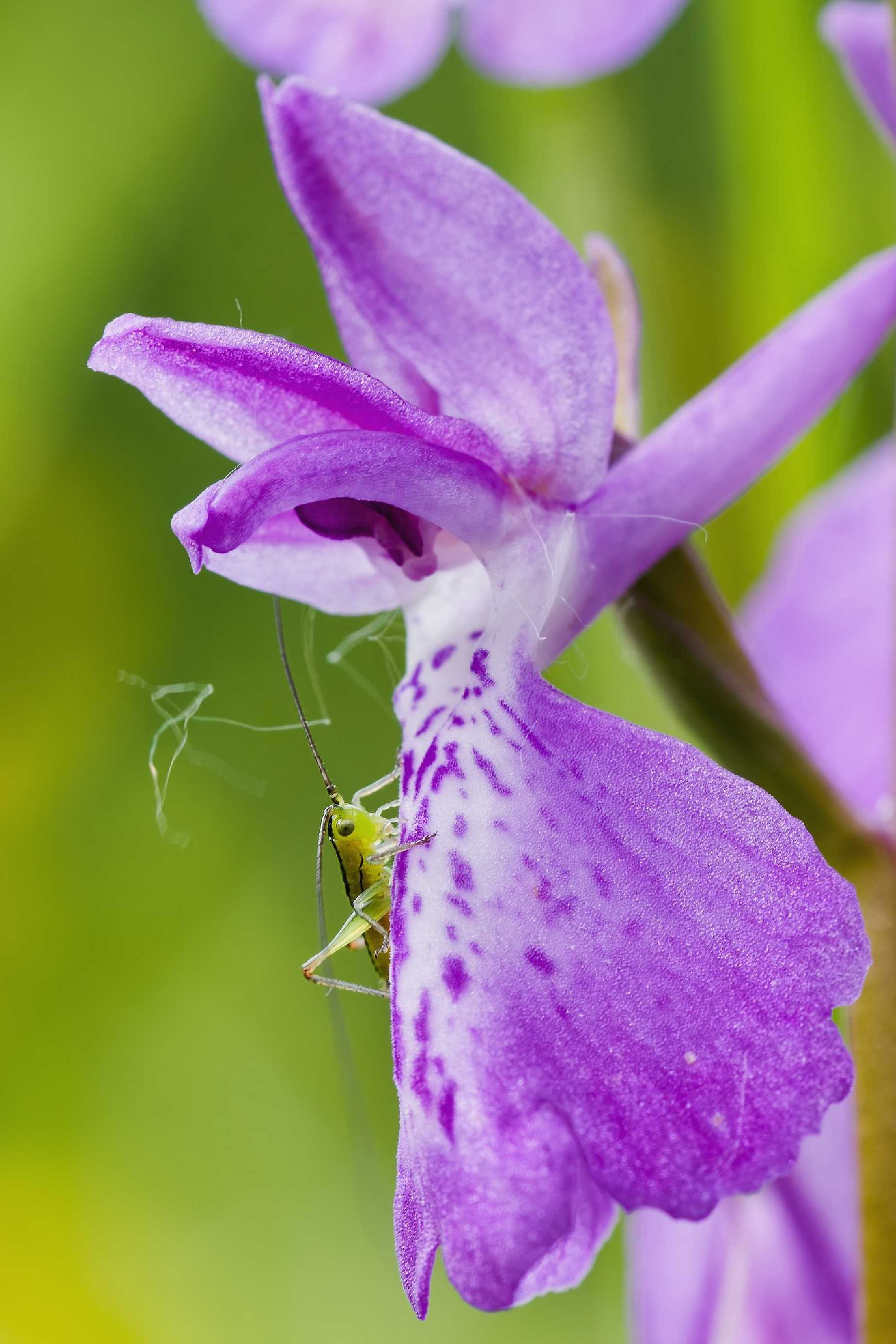 Vstavač bahenní - Anacamptis palustris - Foto Jana Ježková 0525 (1)
