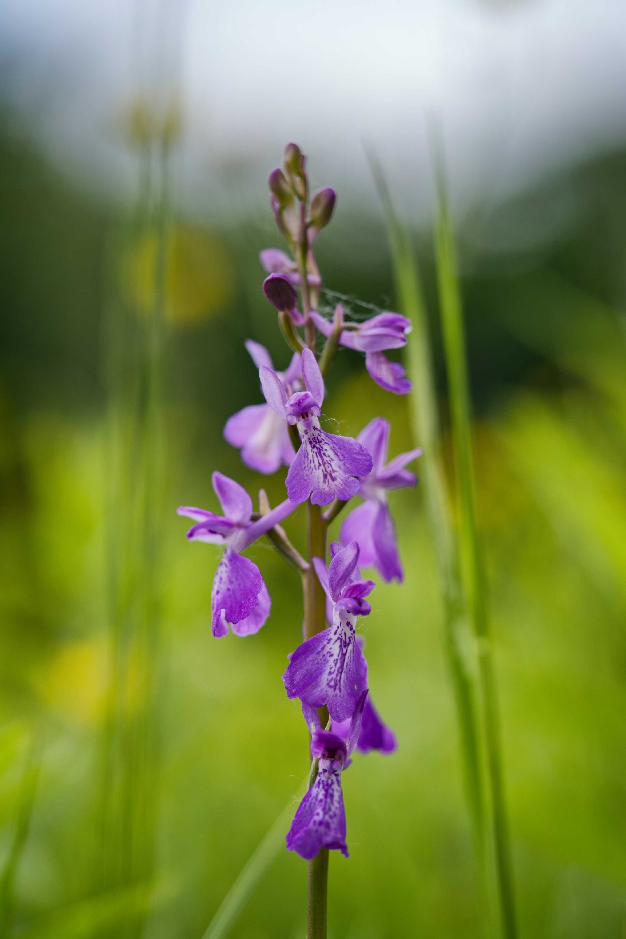 Vstavač bahenní - Anacamptis palustris - Foto Jana Ježková 0525