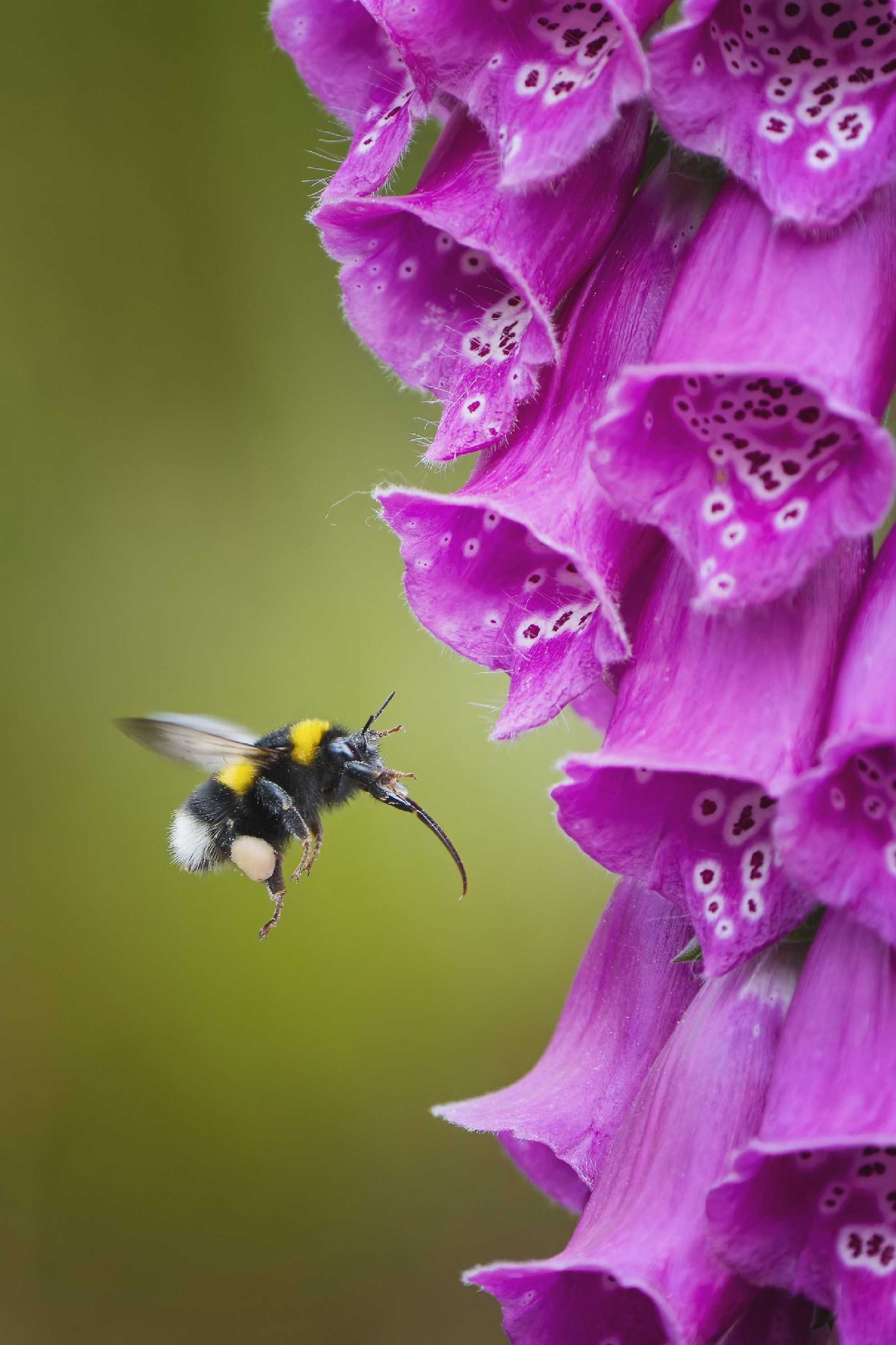 Pozor - přilétám - Foto Jana Ježková 0525 (1)
